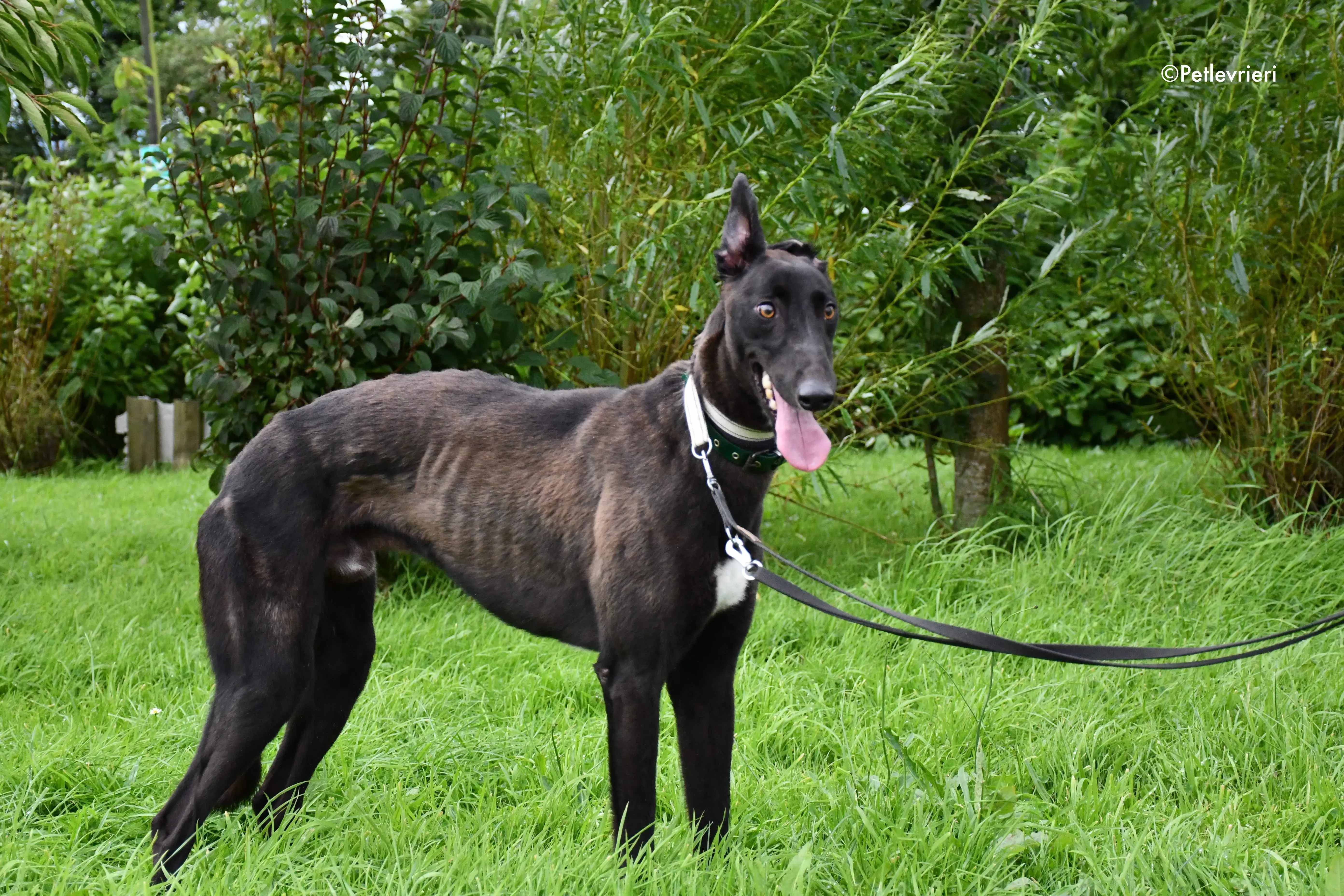 farlow adozione levrieri grehyound 4