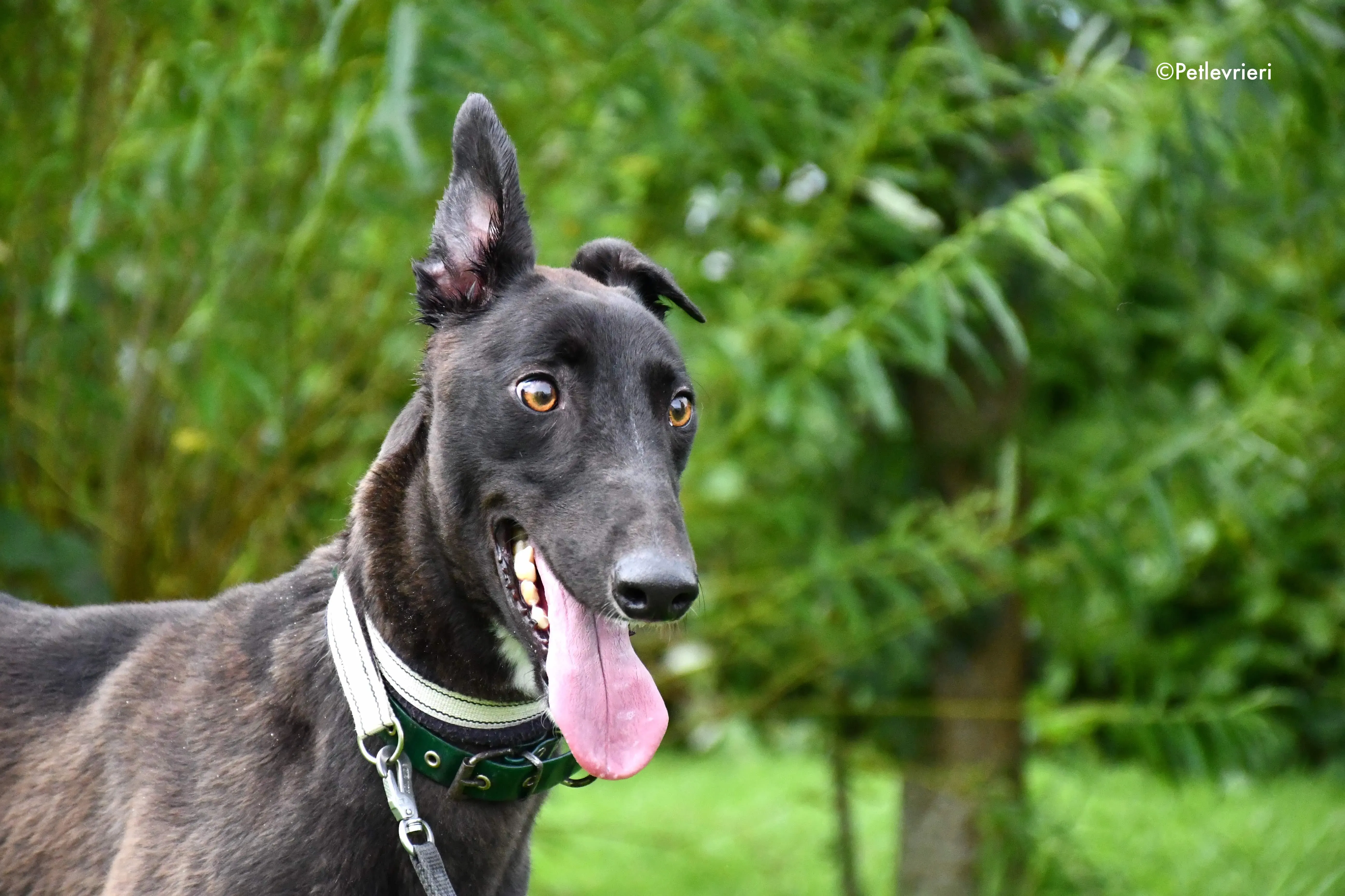 farlow adozione levrieri grehyound 5