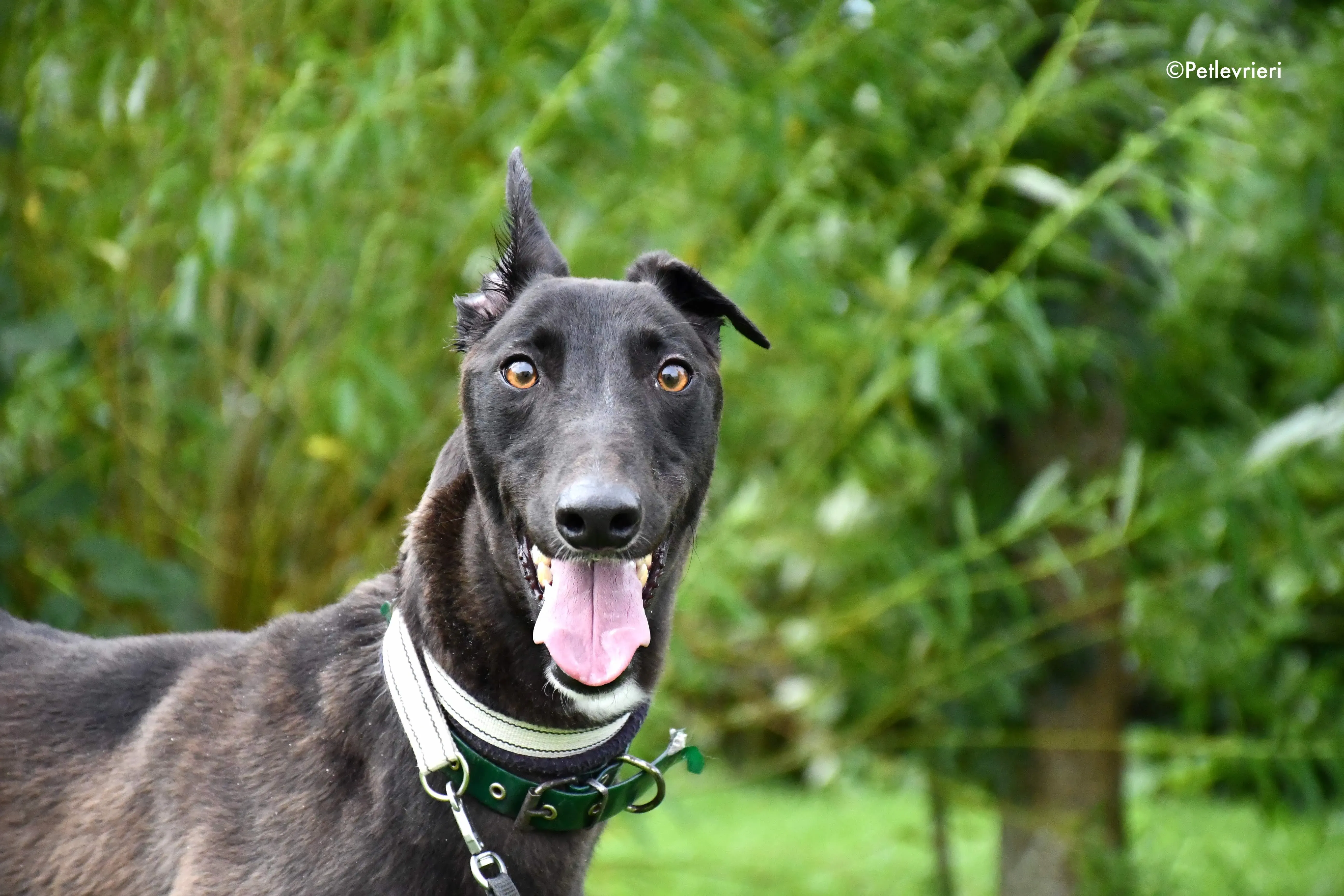 farlow adozione levrieri grehyound 6