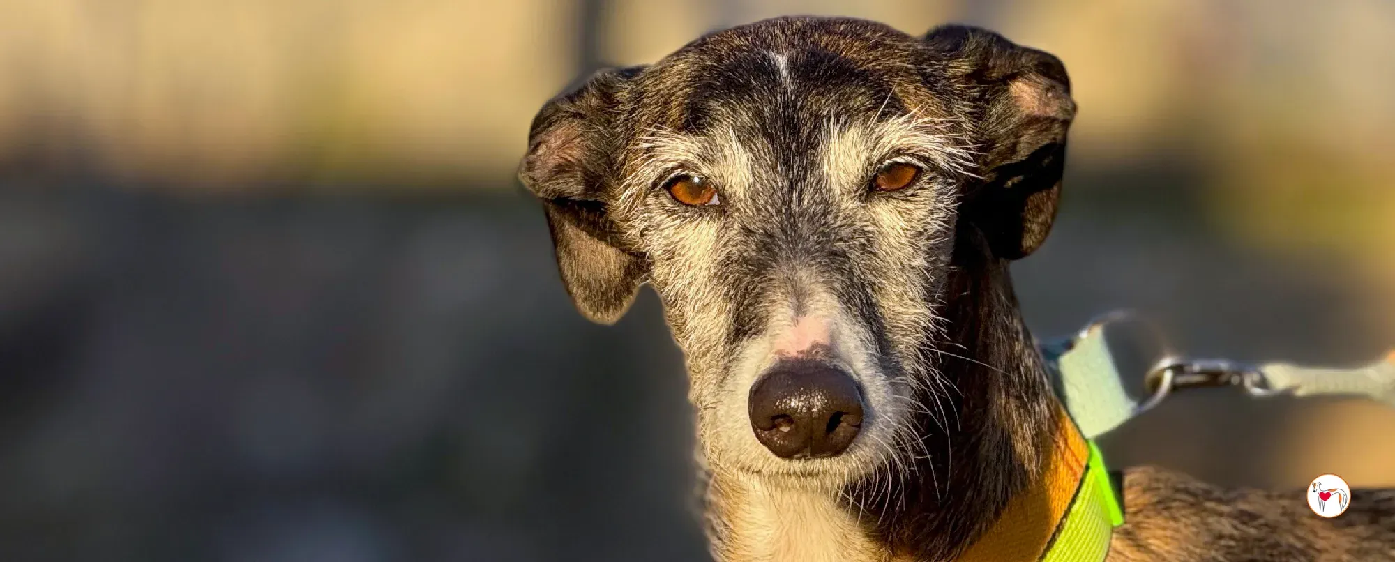 fasti galgo adozione 00 copertina a