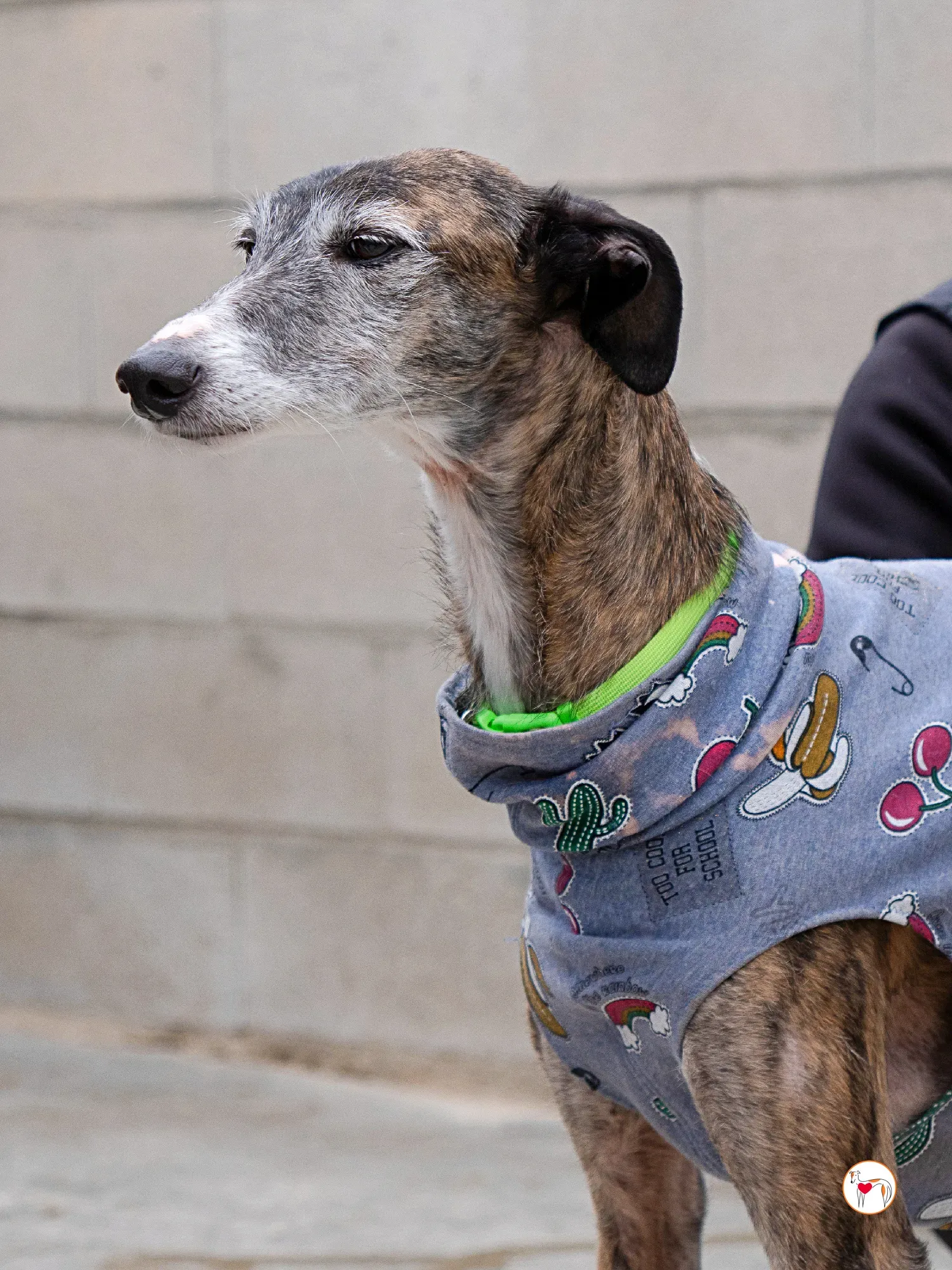 fasti galgo adozione 1