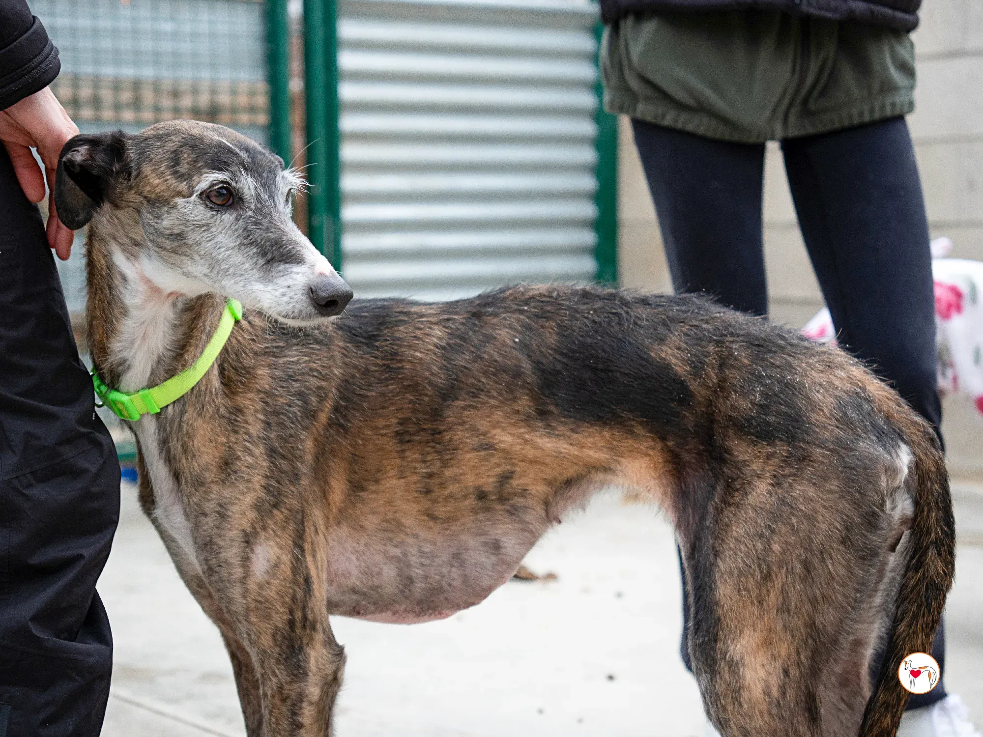 fasti galgo adozione 10