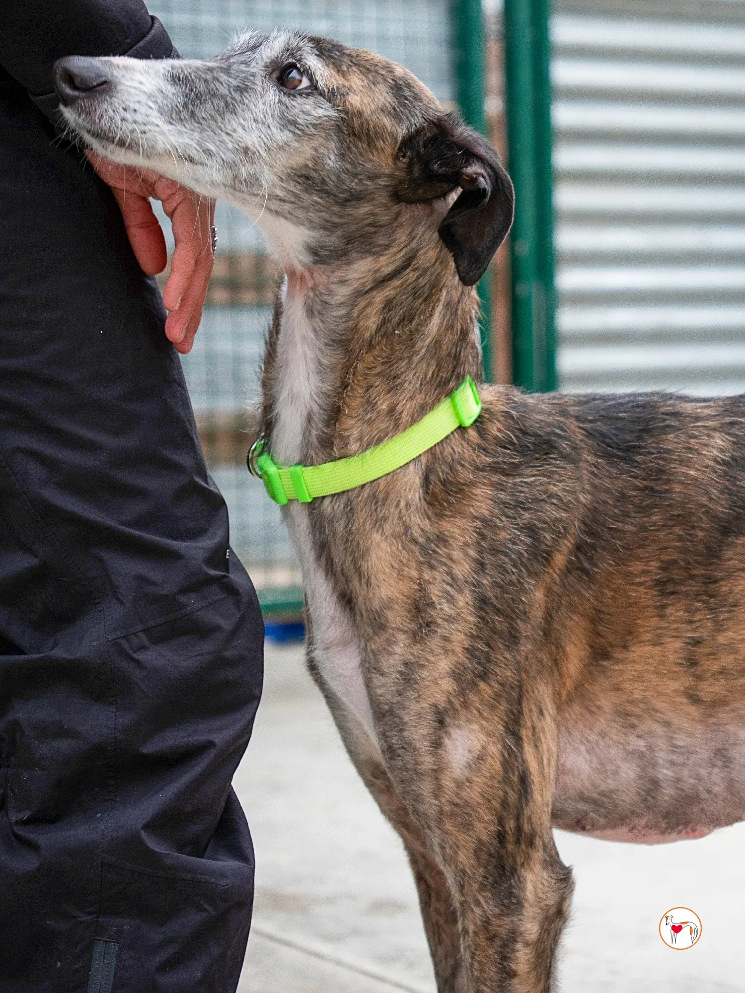 fasti galgo adozione 11