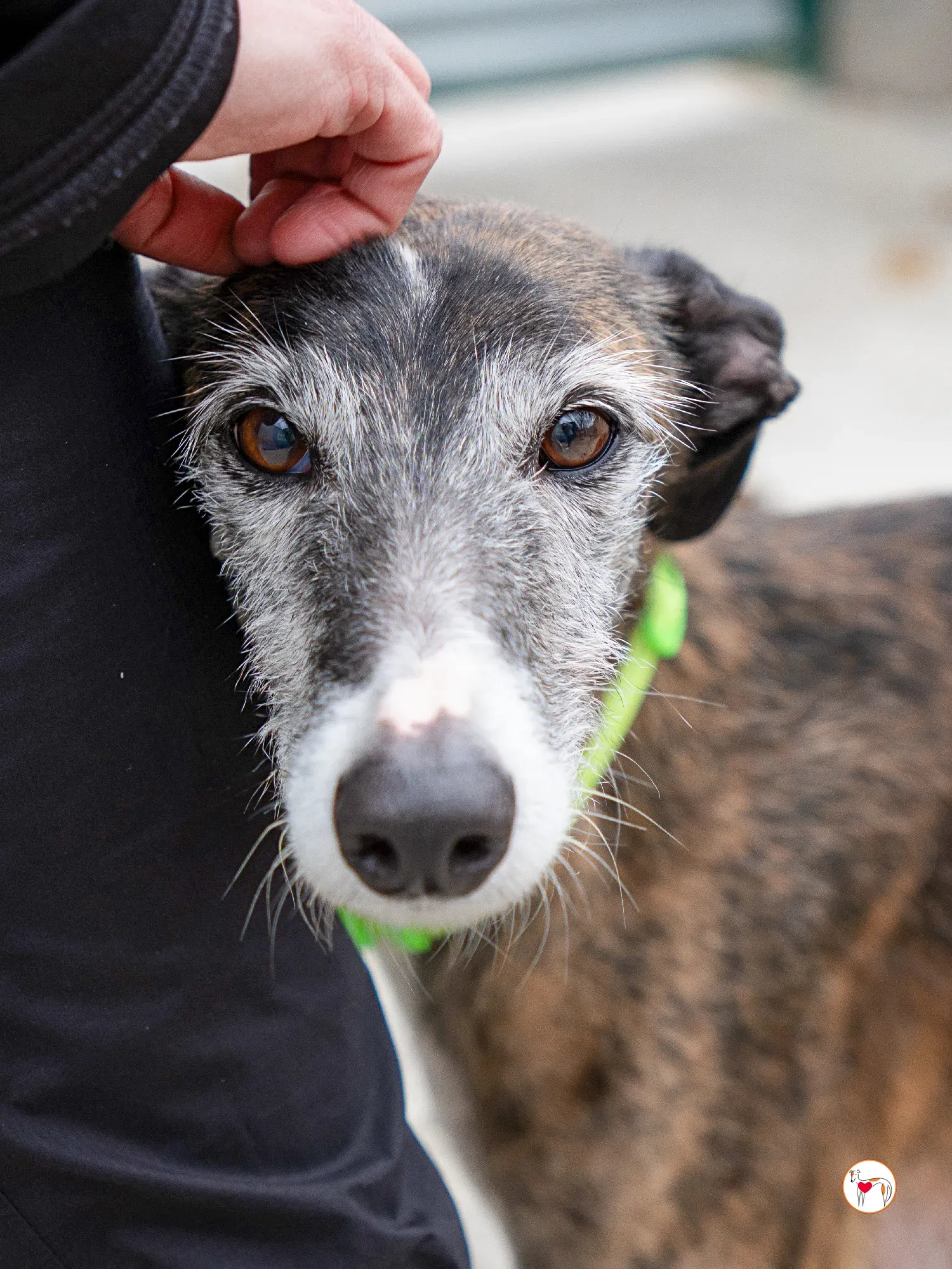 fasti galgo adozione 12