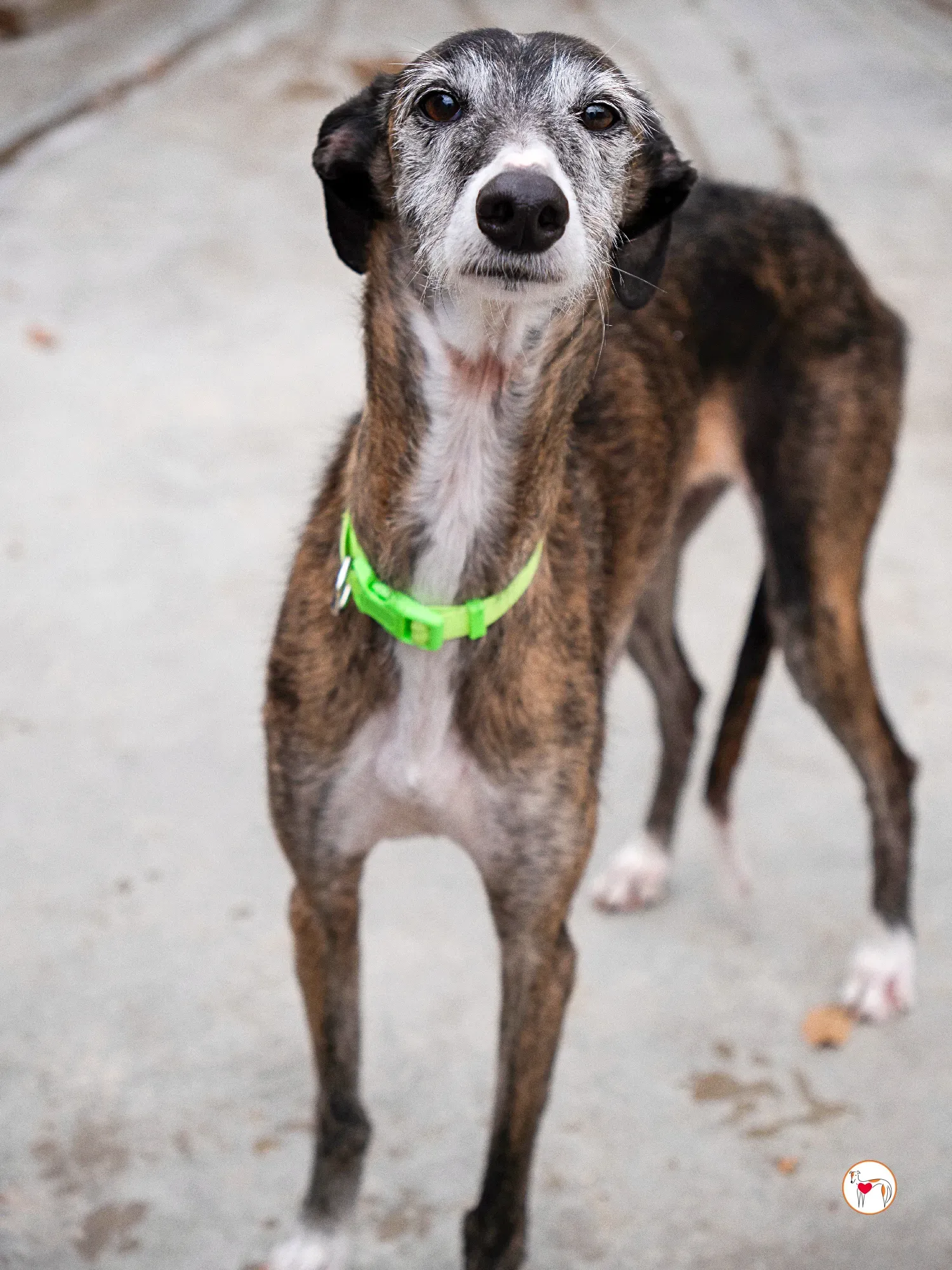 fasti galgo adozione 13