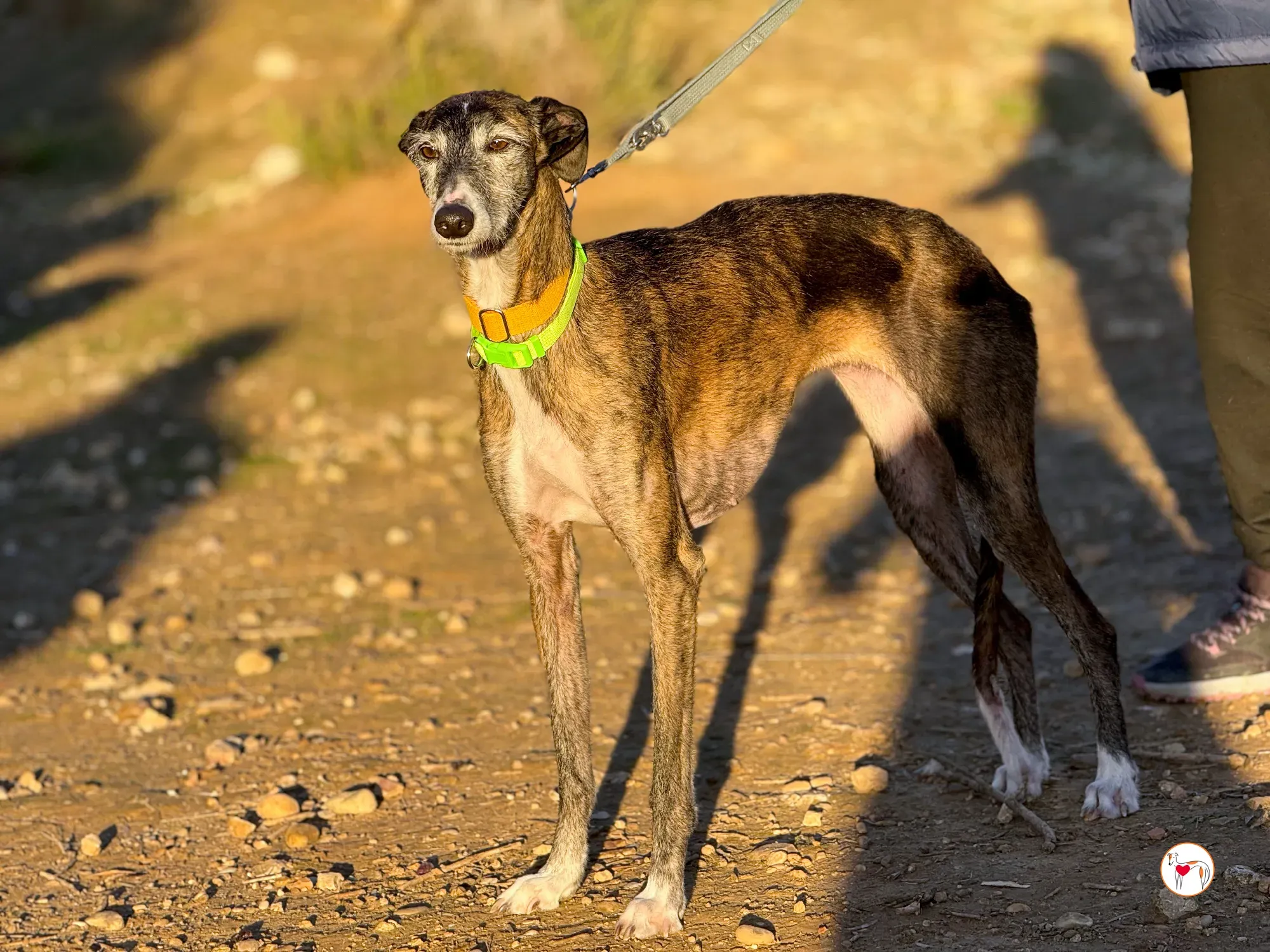 fasti galgo adozione 15
