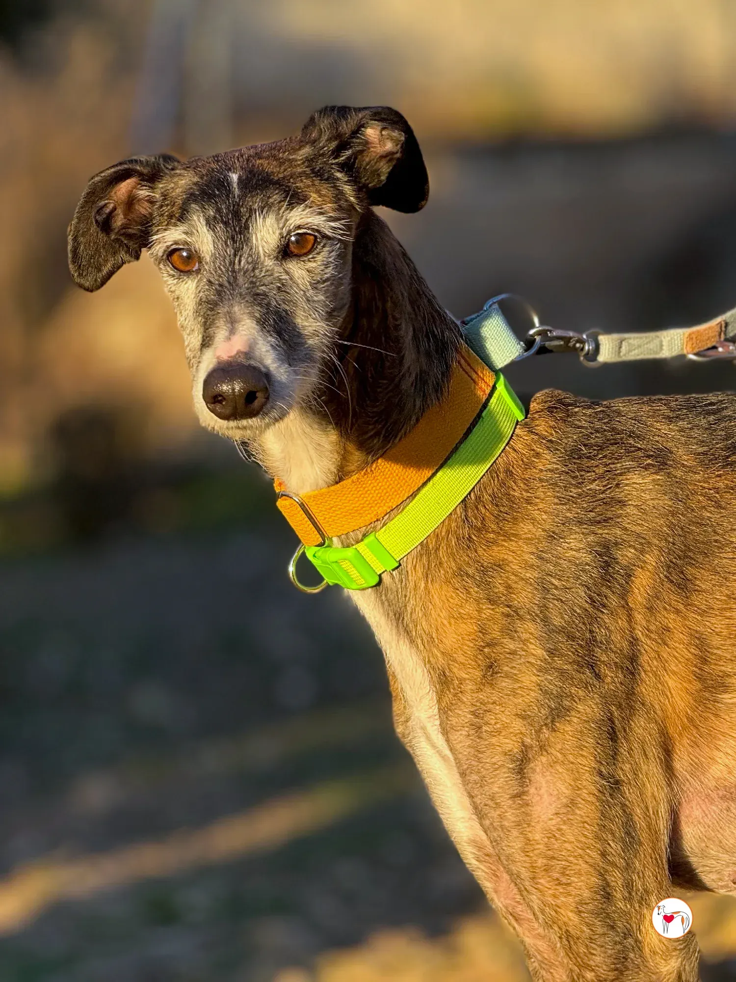 fasti galgo adozione 16