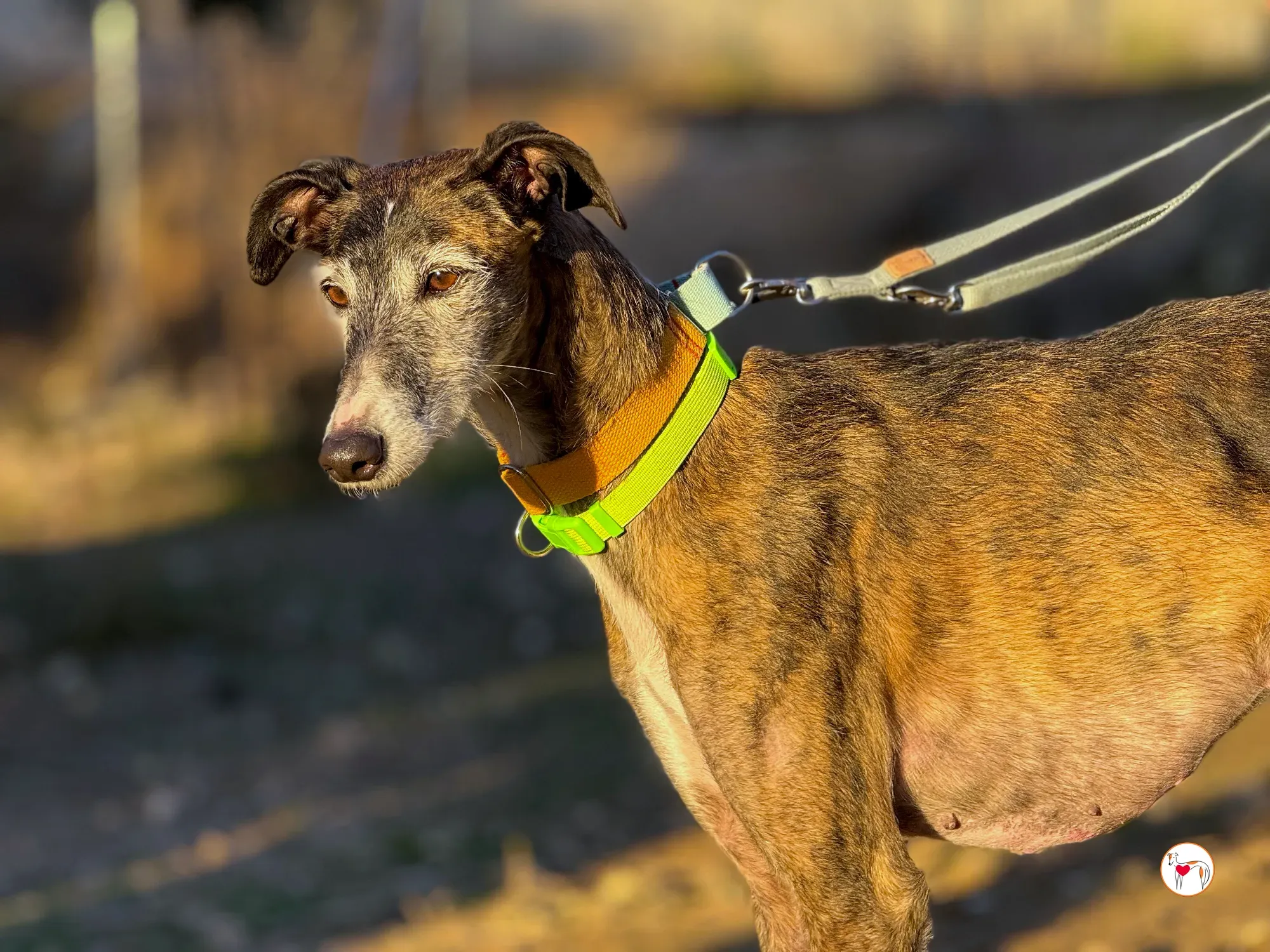 fasti galgo adozione 17