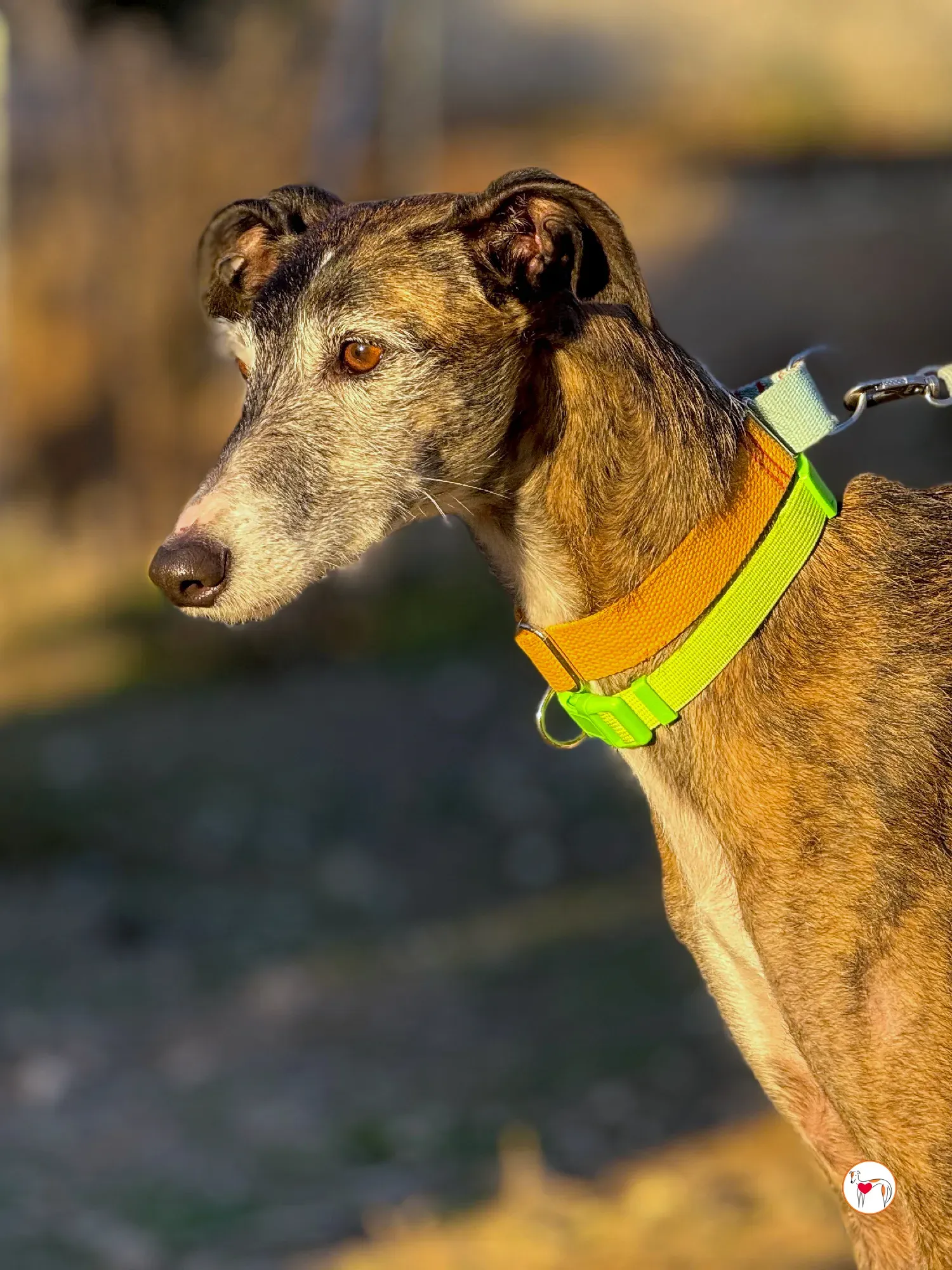 fasti galgo adozione 18