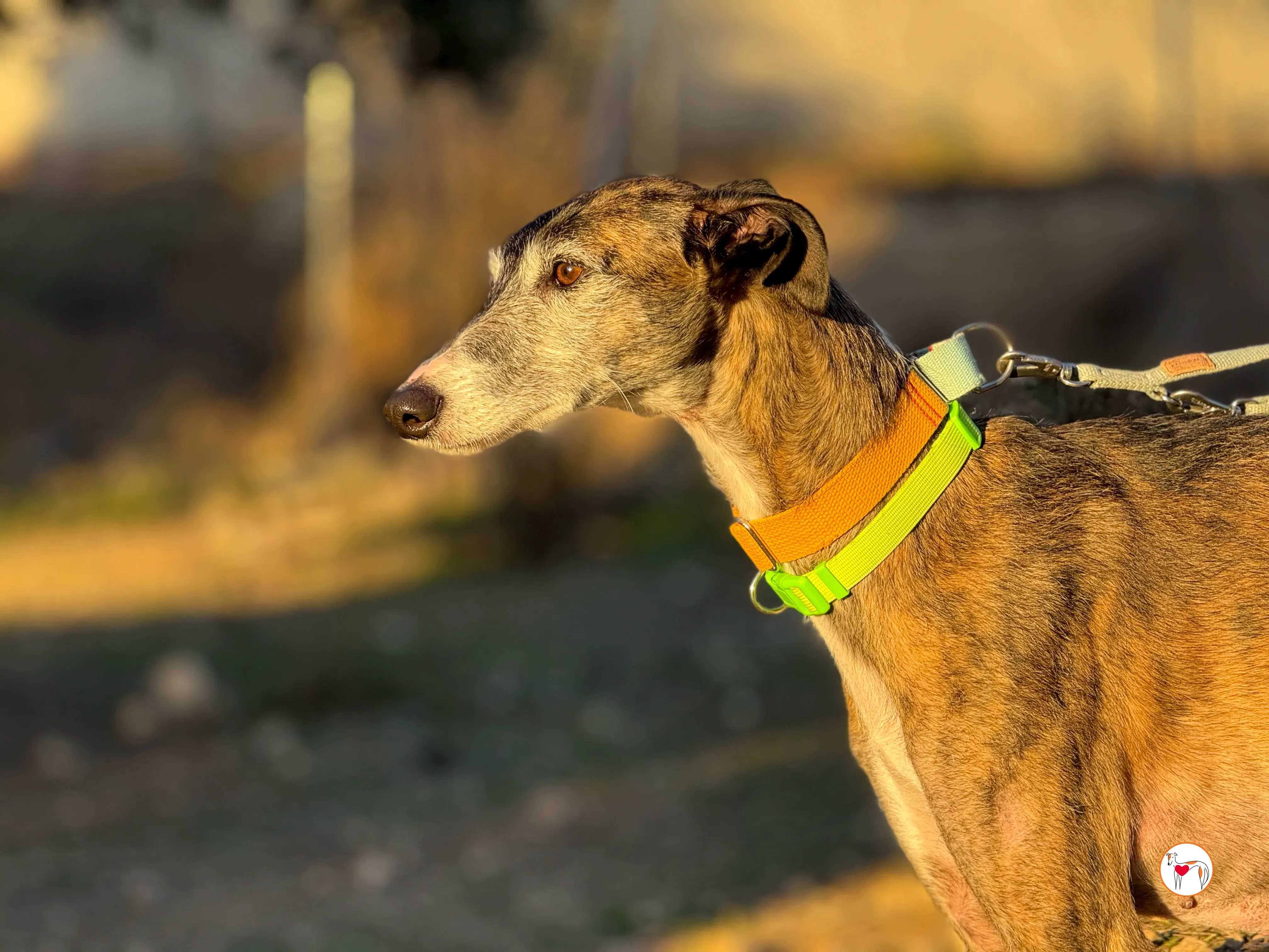 fasti galgo adozione 19