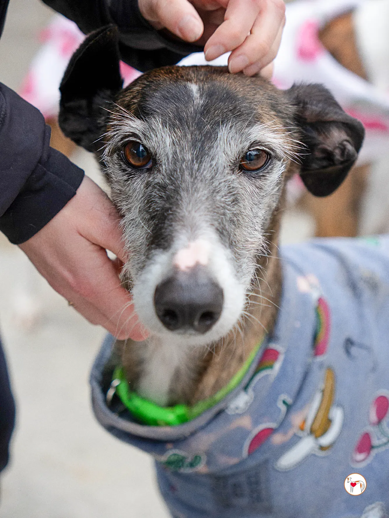 fasti galgo adozione 2