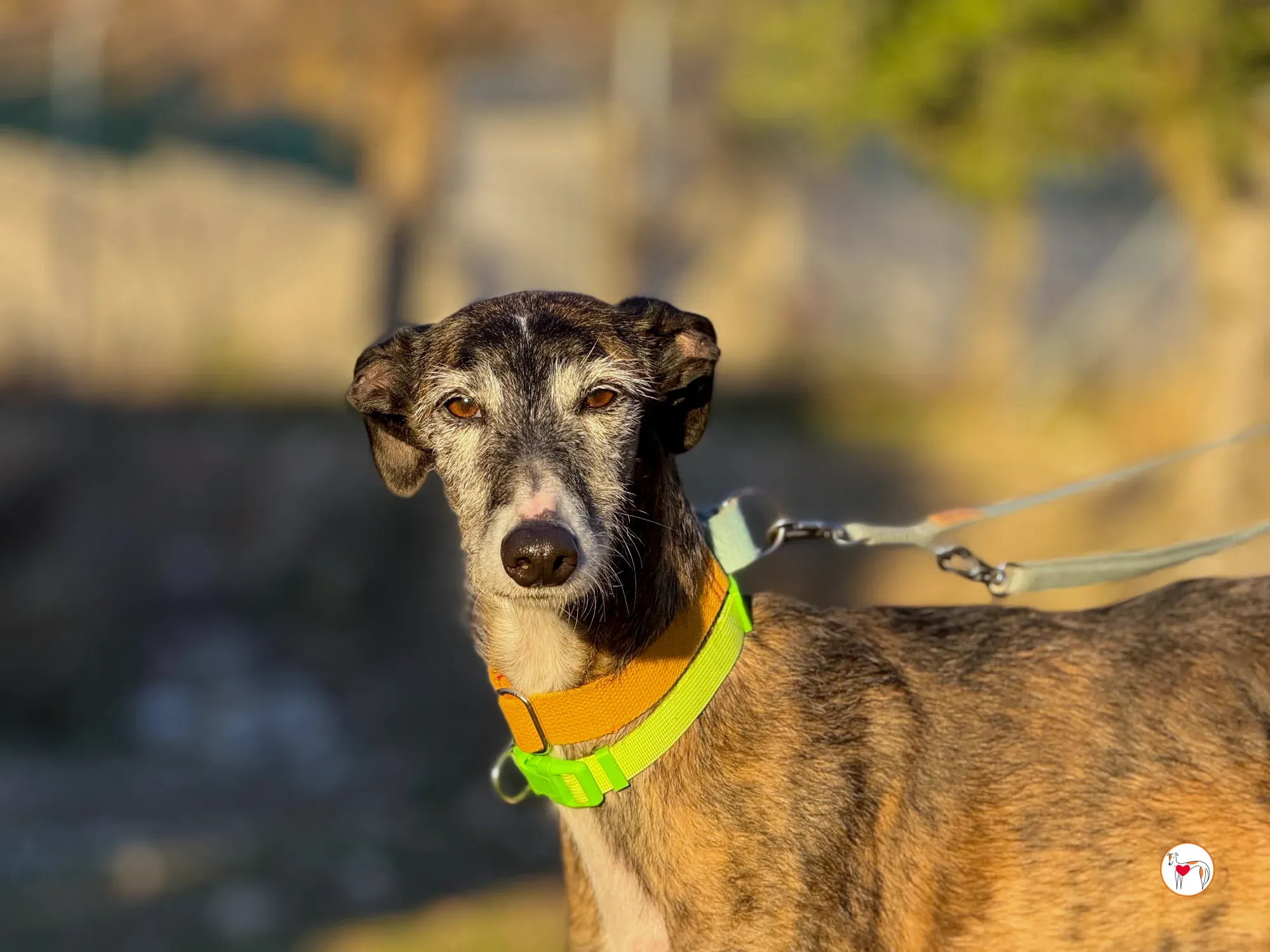 fasti galgo adozione 20