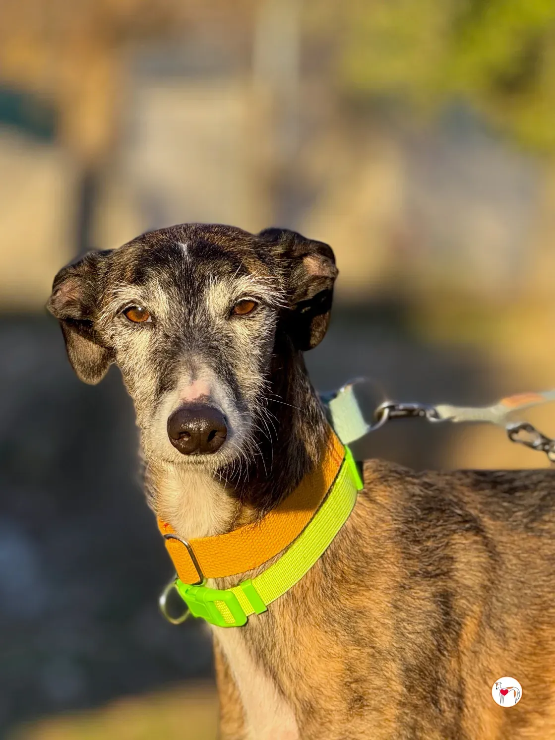fasti galgo adozione 20 vert