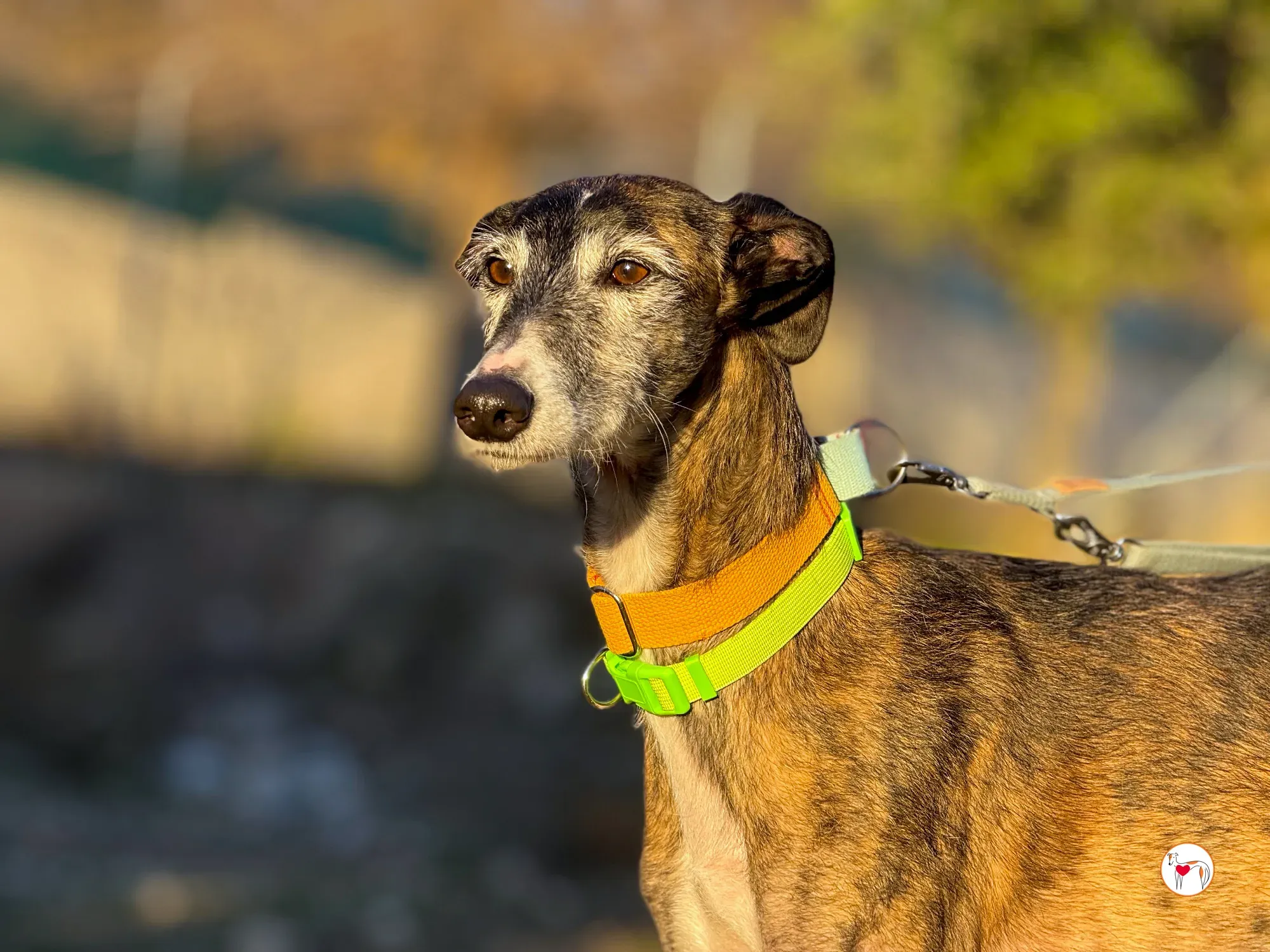 fasti galgo adozione 21