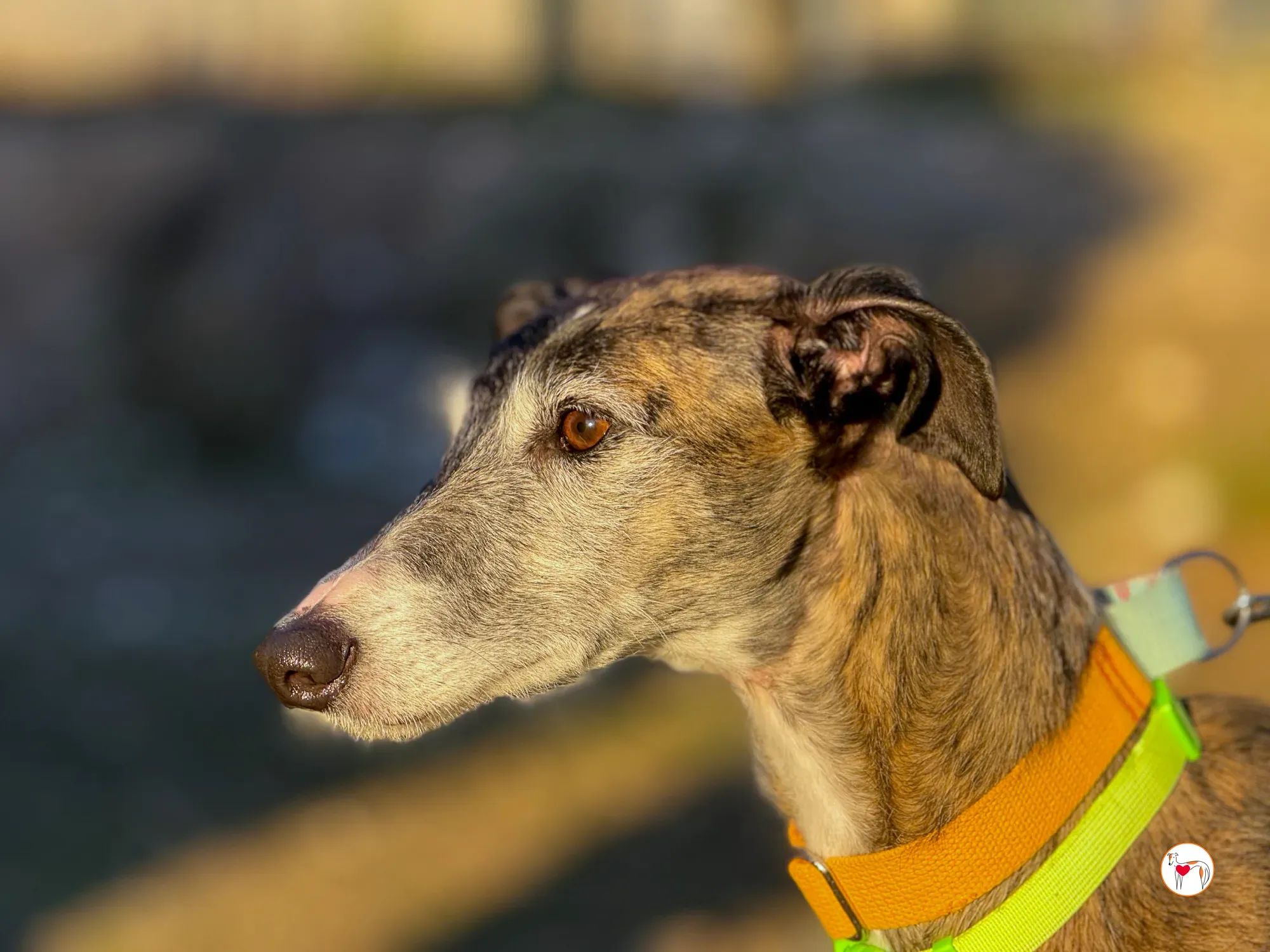 fasti galgo adozione 22