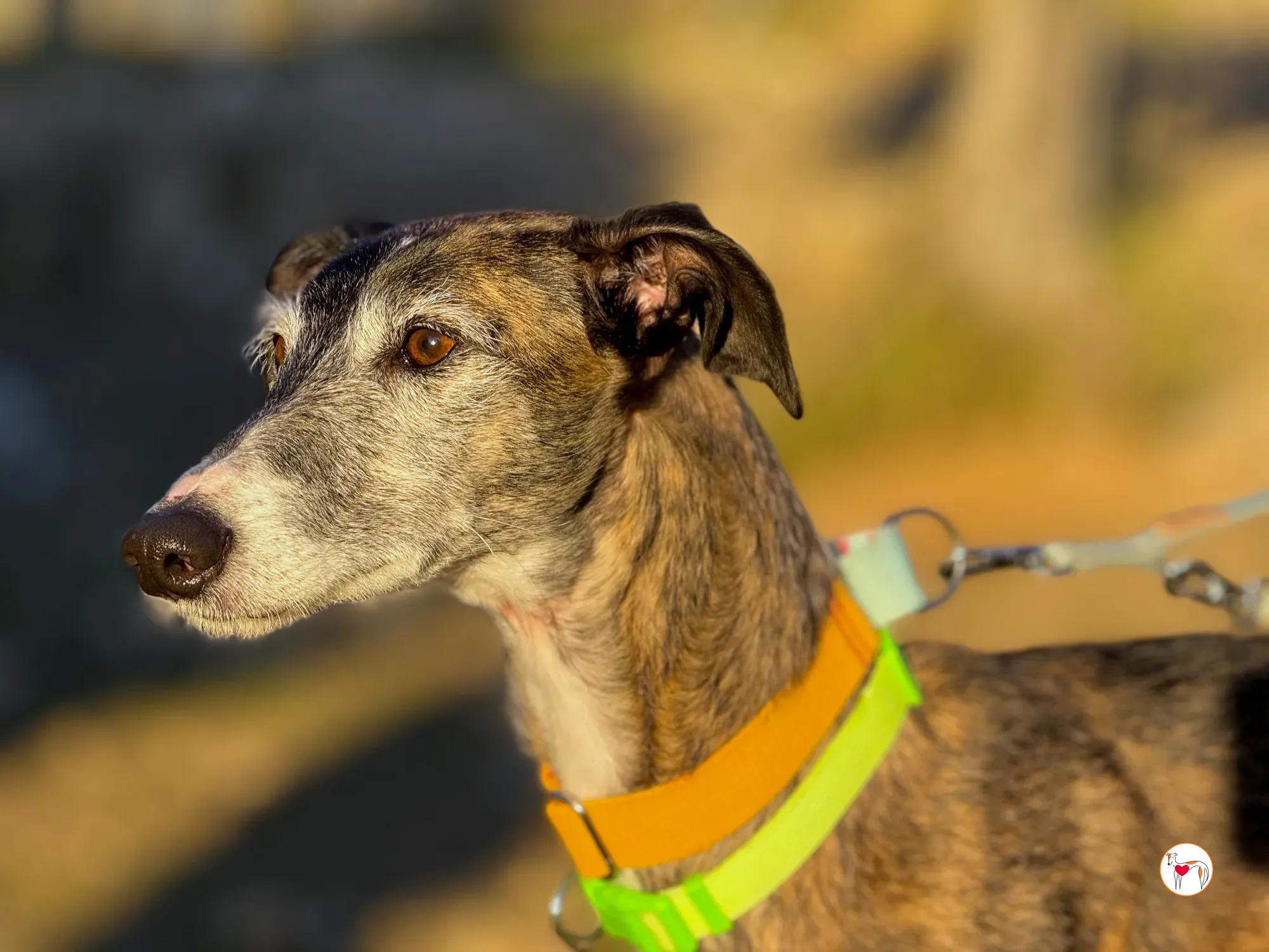 fasti galgo adozione 23