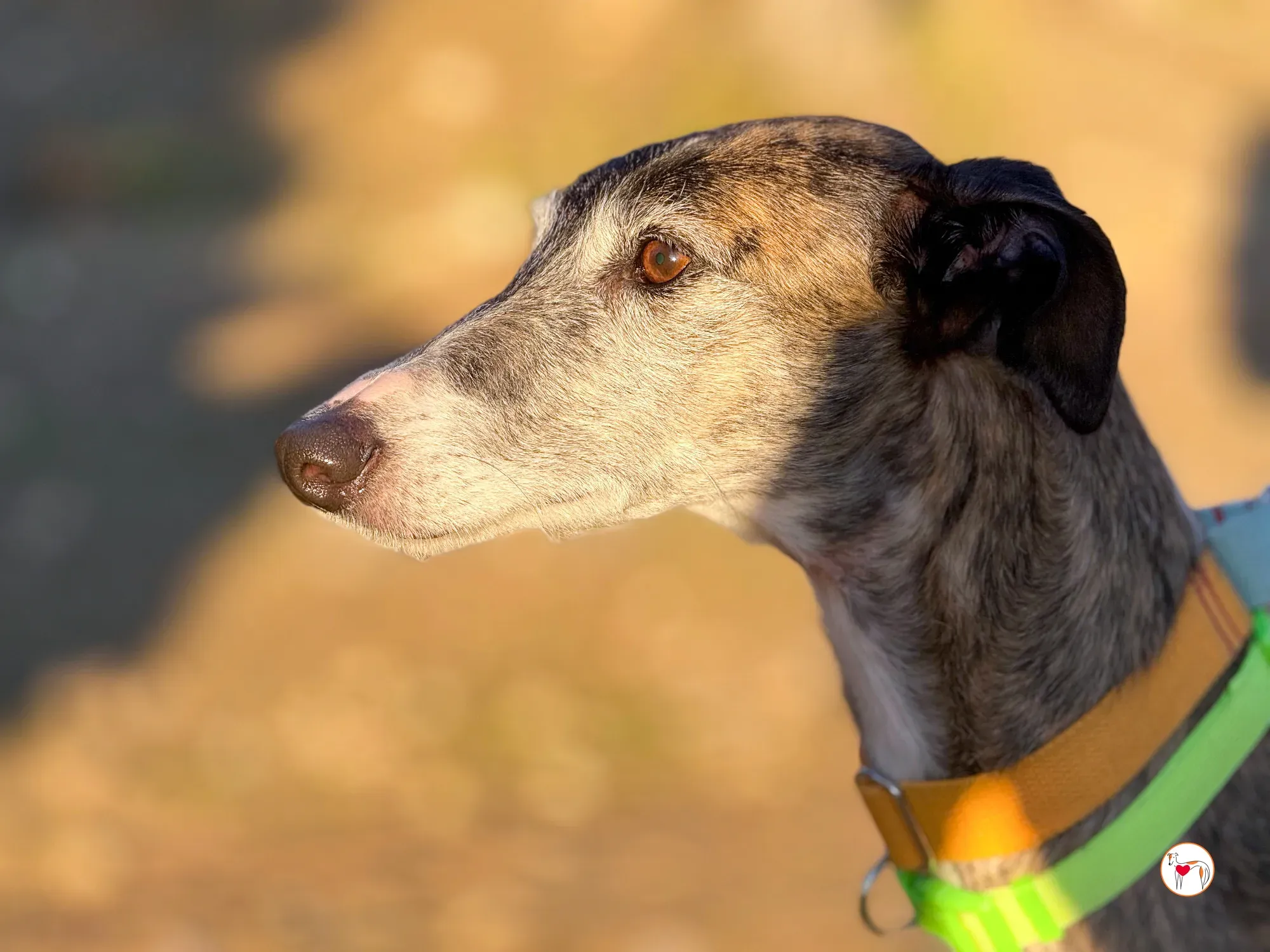 fasti galgo adozione 24