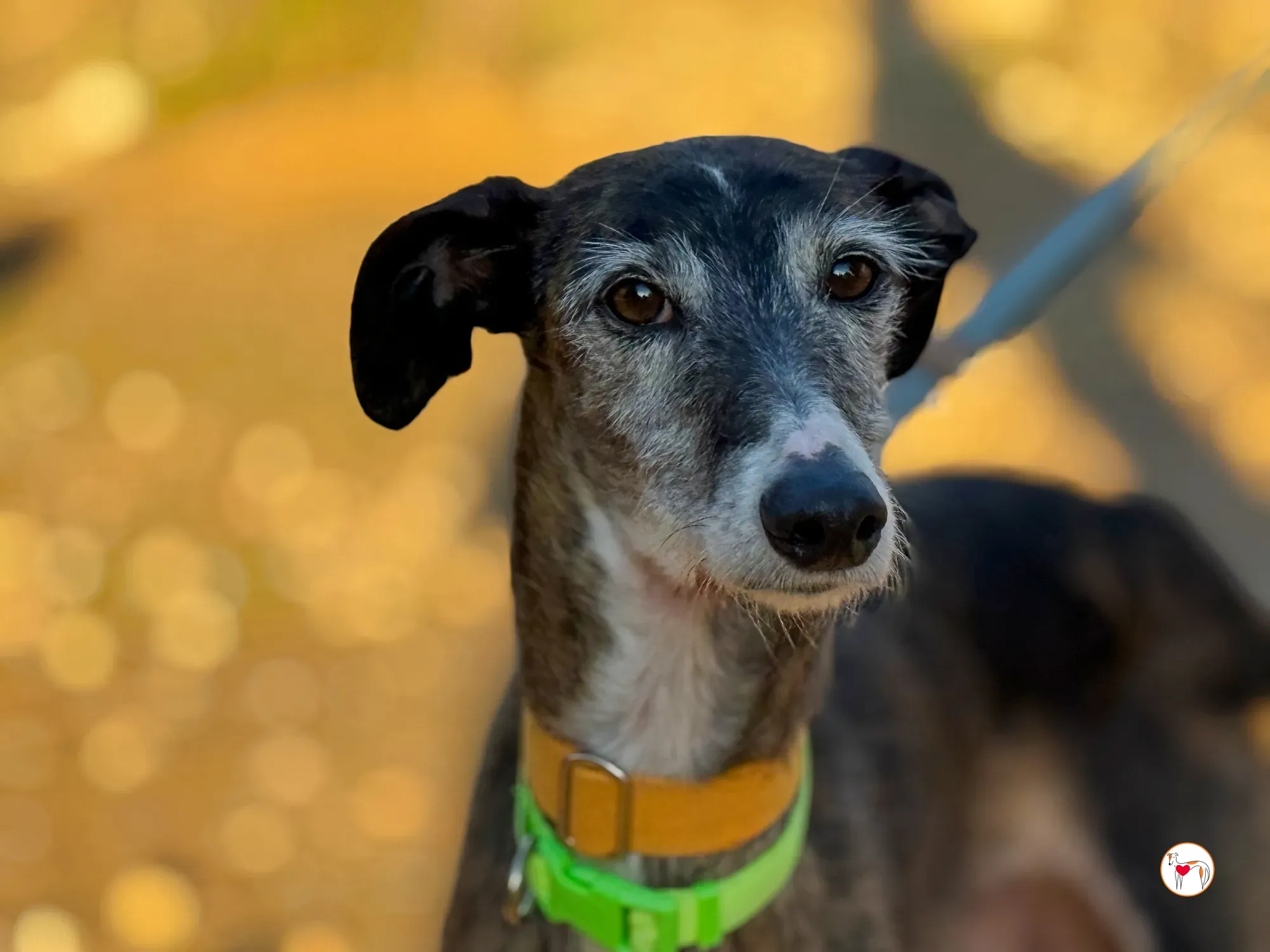 fasti galgo adozione 25