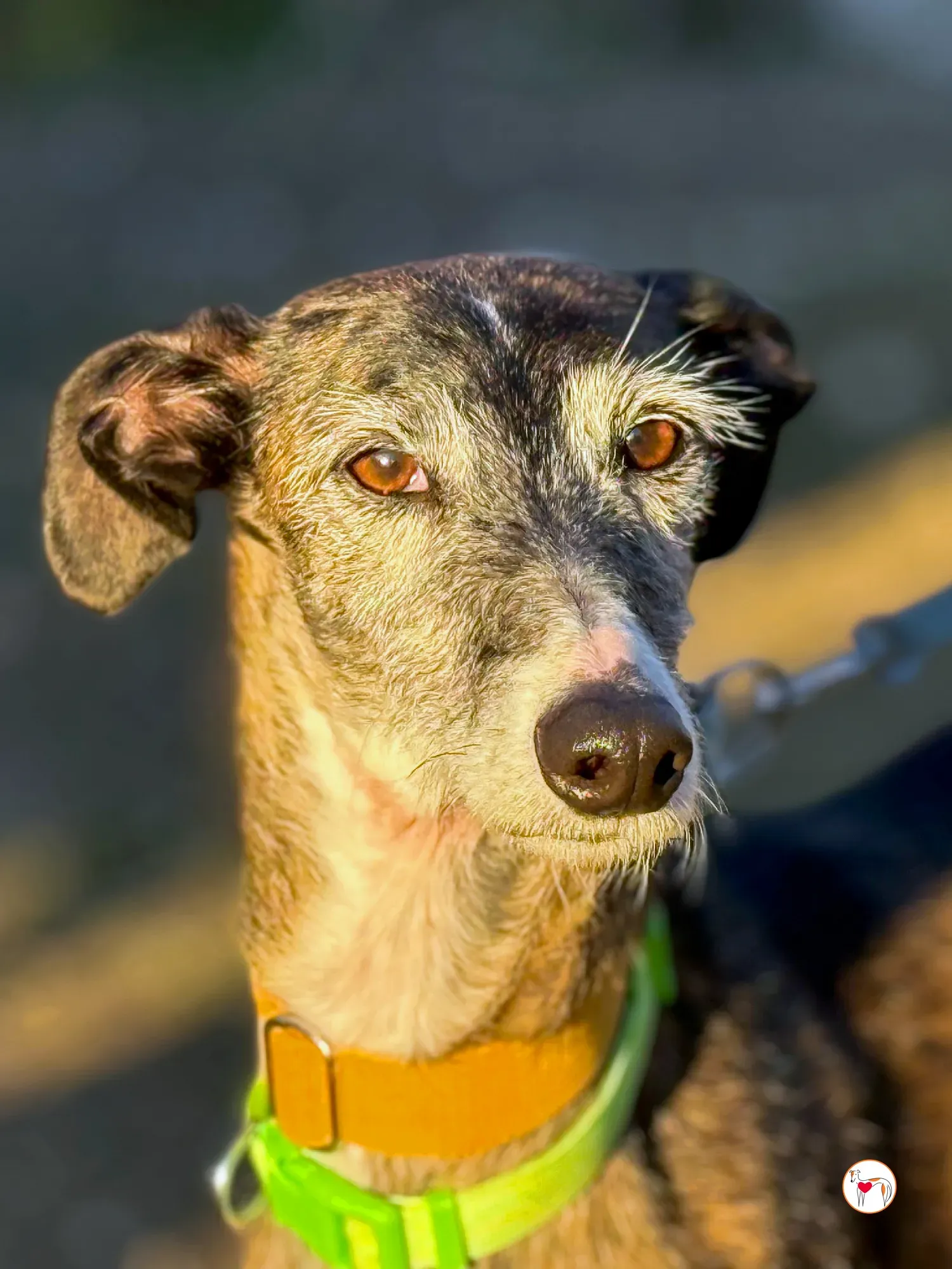 fasti galgo adozione 26