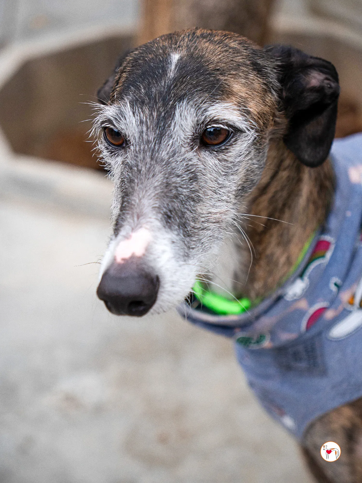 fasti galgo adozione 3