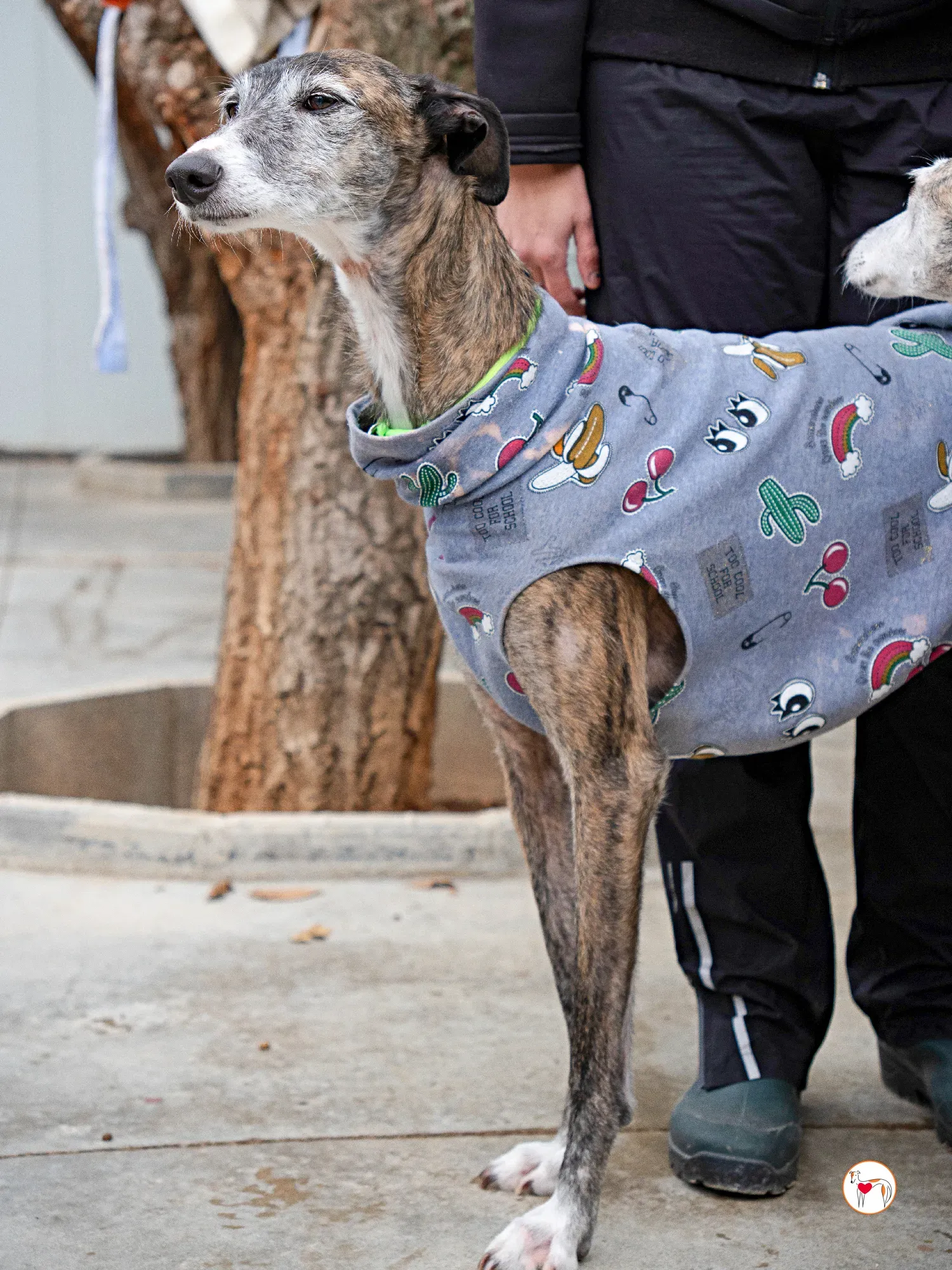 fasti galgo adozione 4