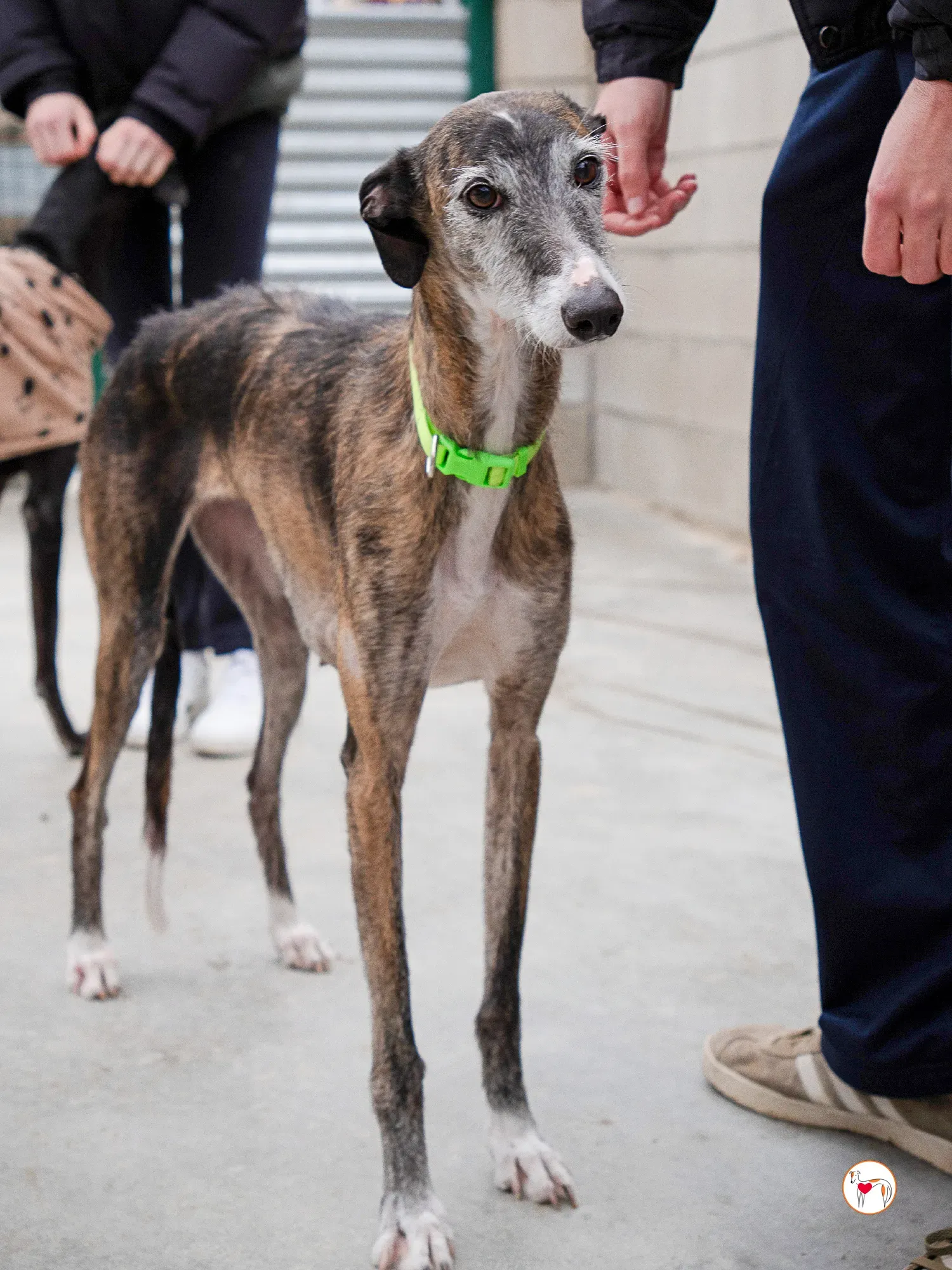 fasti galgo adozione 6
