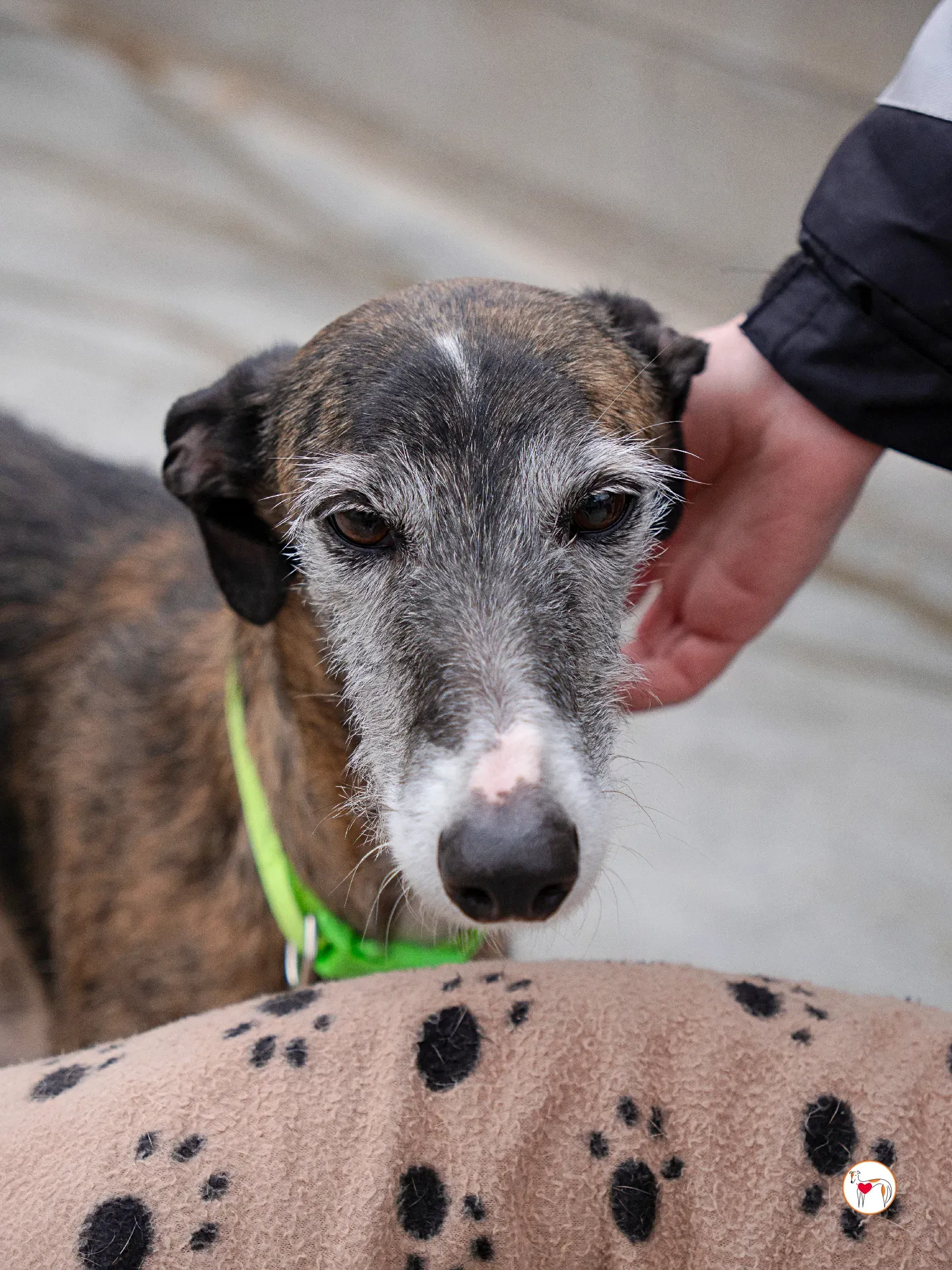 fasti galgo adozione 7