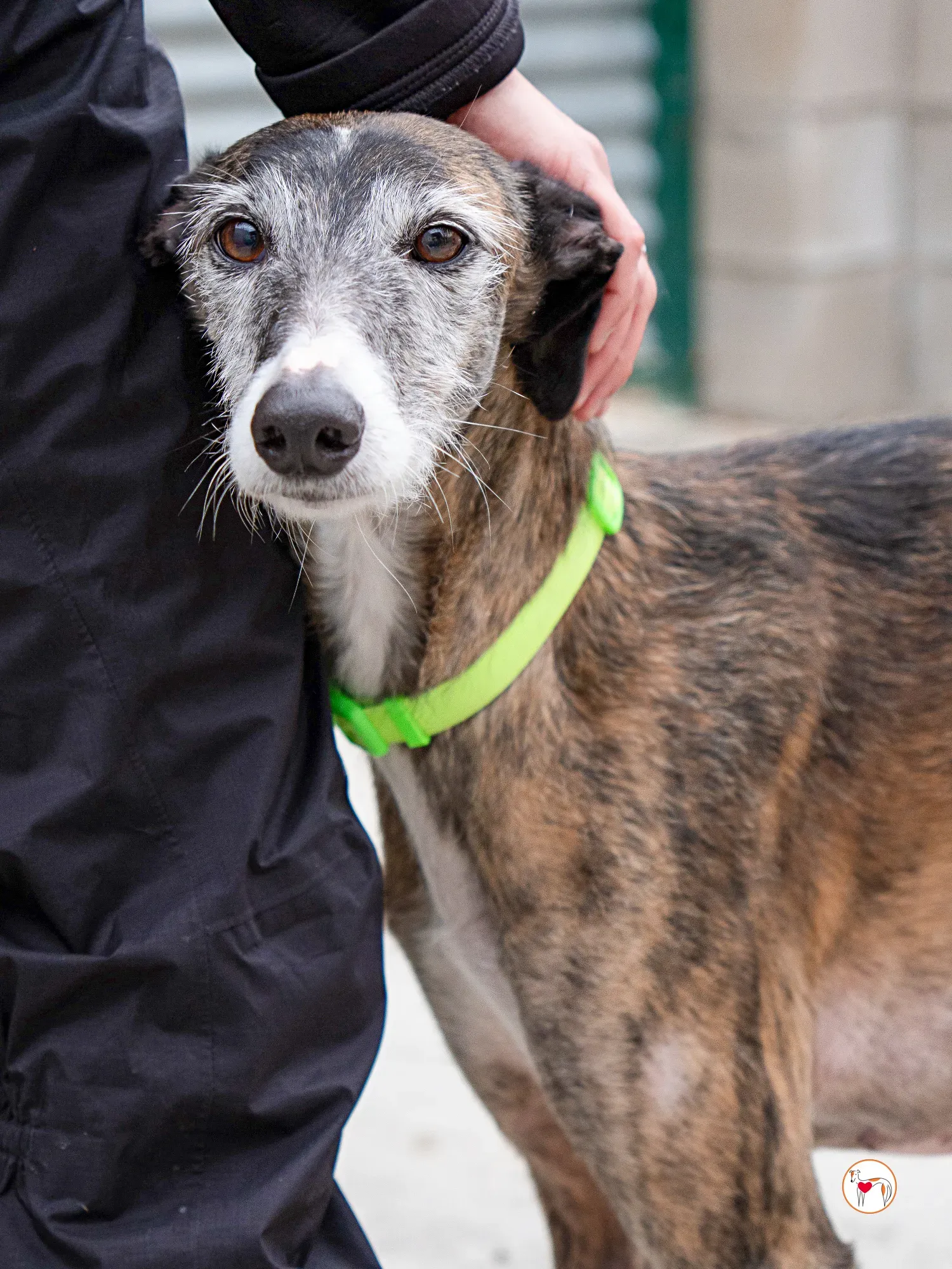 fasti galgo adozione 8