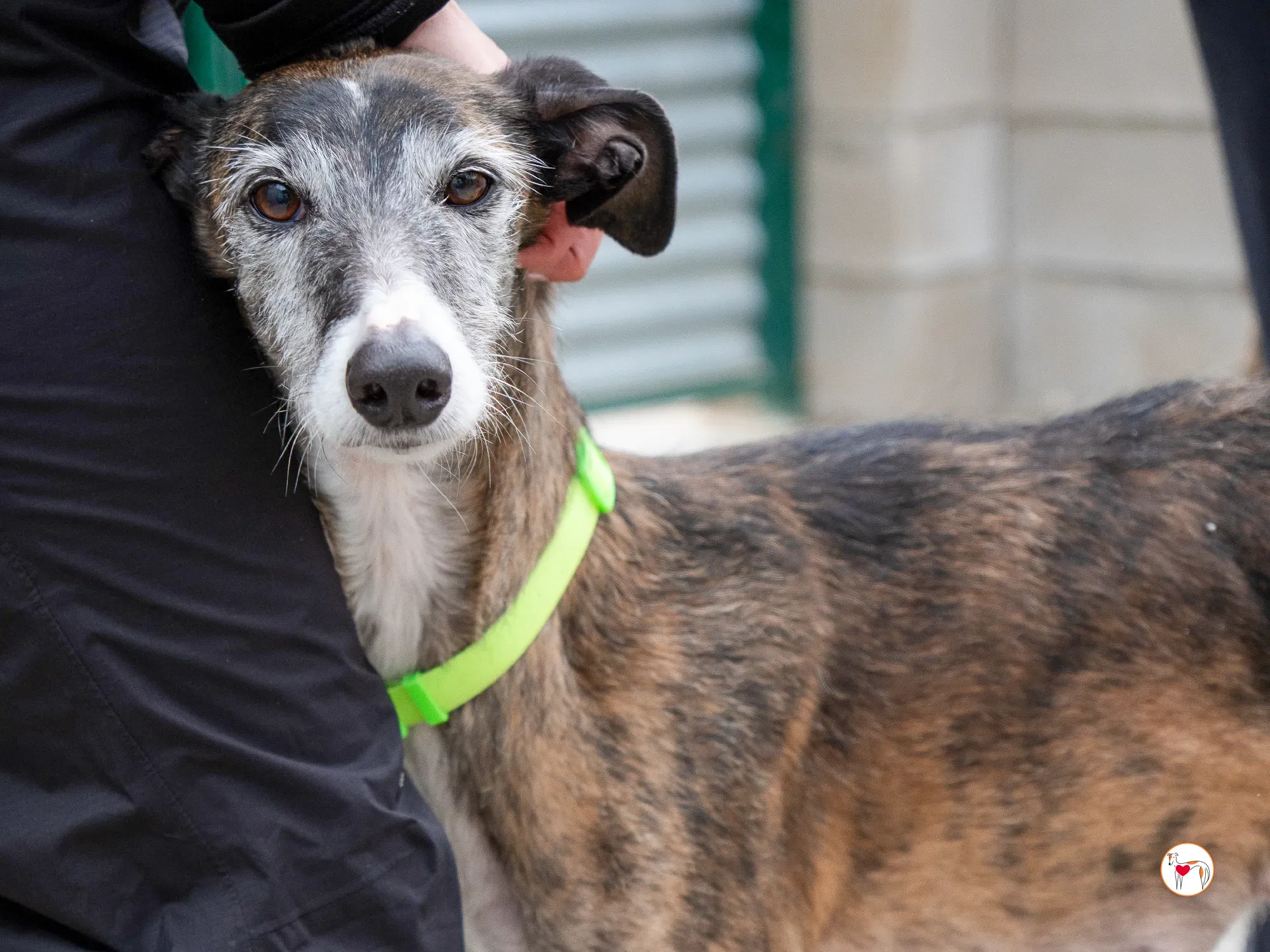 fasti galgo adozione 9