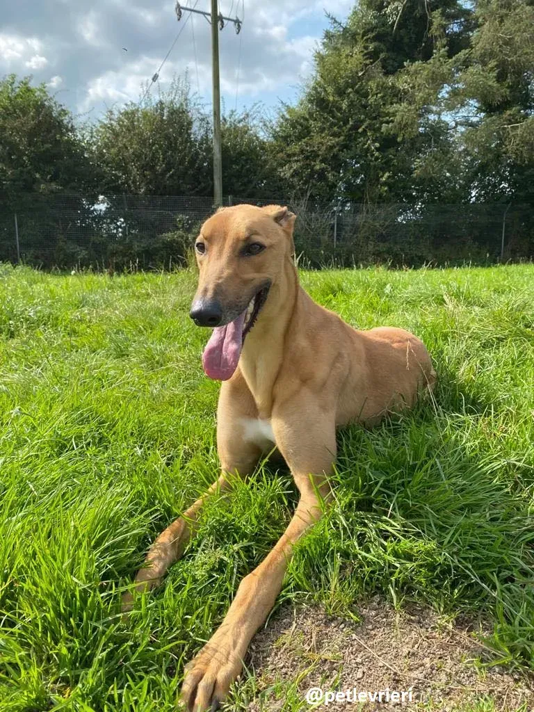 fawney adozione greyhound 1 1