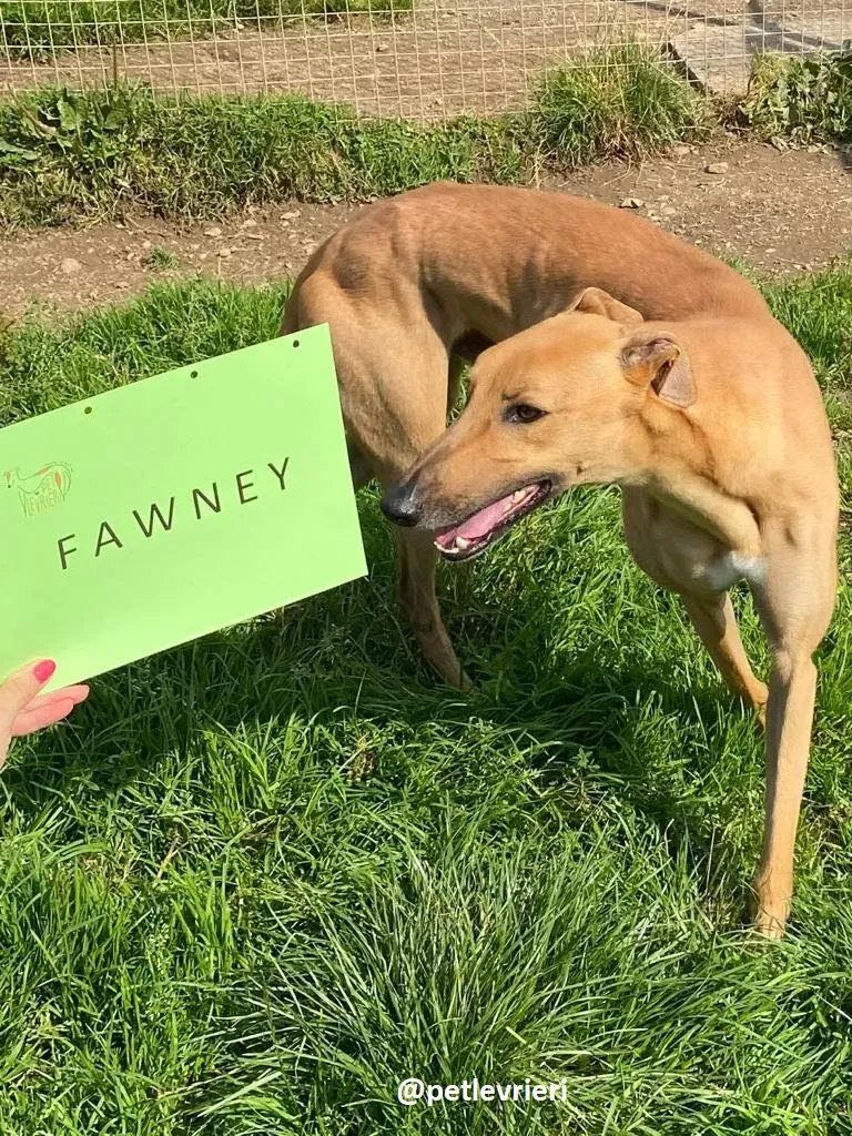 fawney adozione greyhound 11