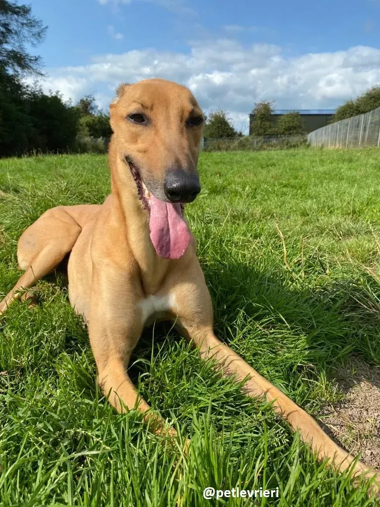 fawney adozione greyhound 2 1