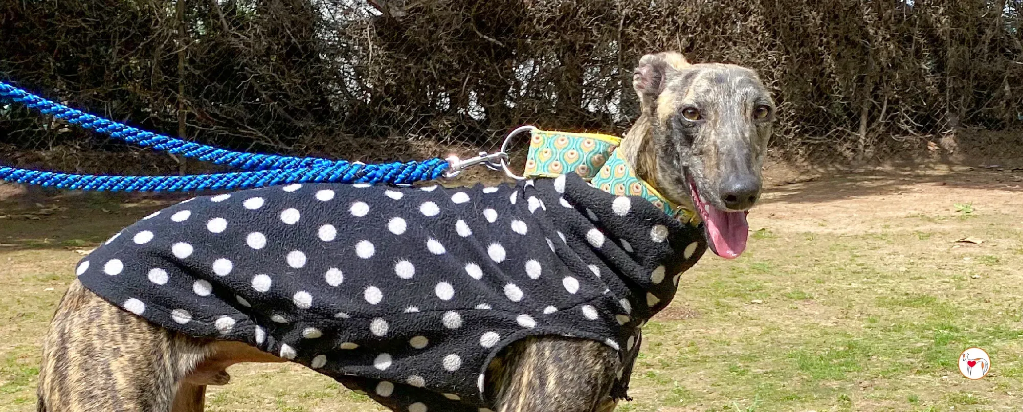 federico galgo adozione 00 copertina a