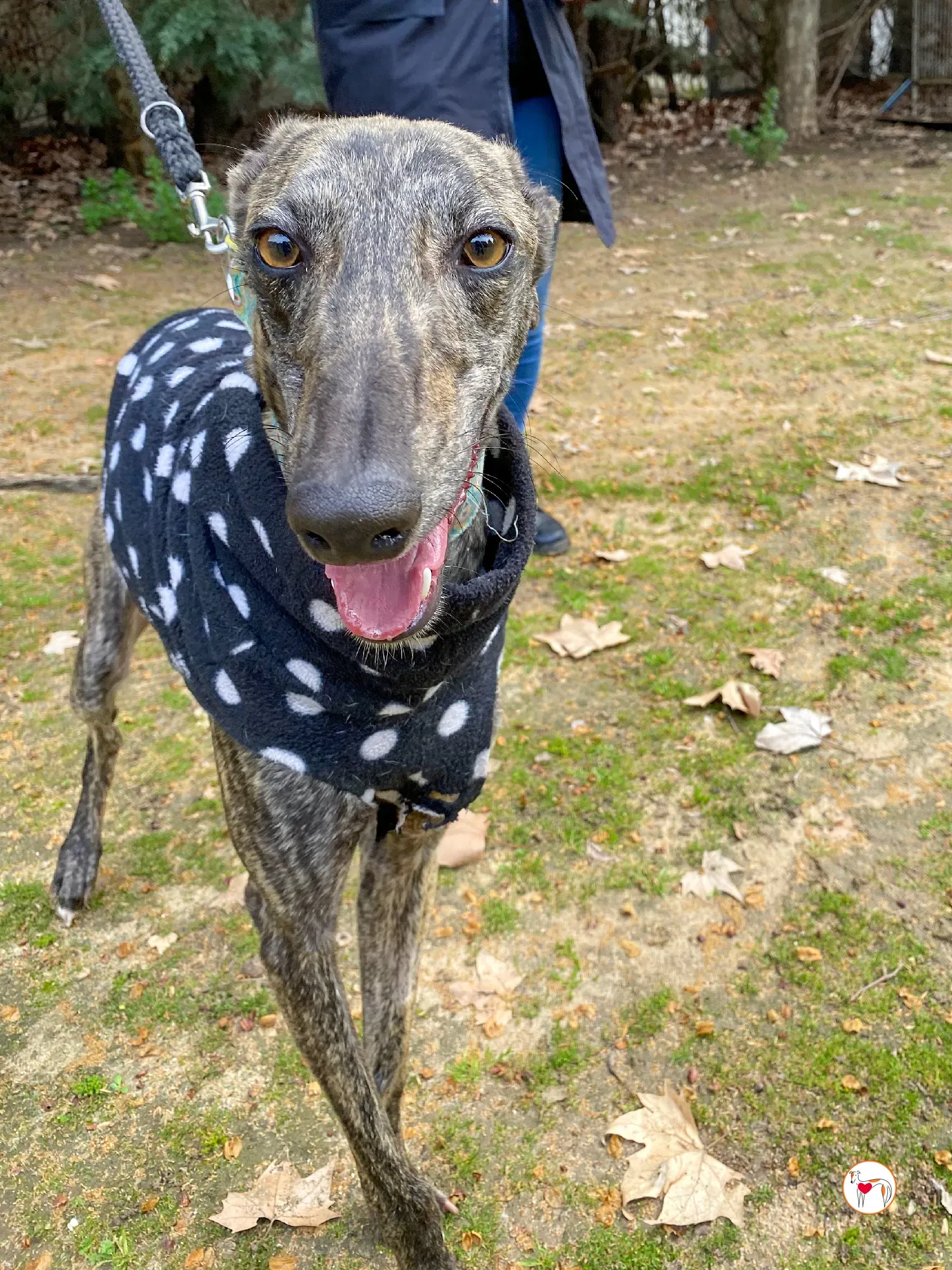 federico galgo adozione 02