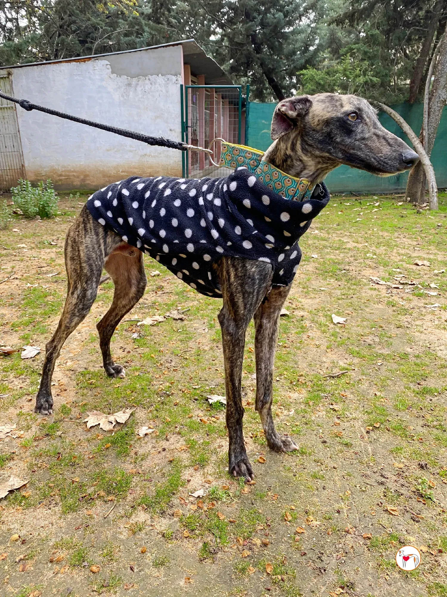 federico galgo adozione 03