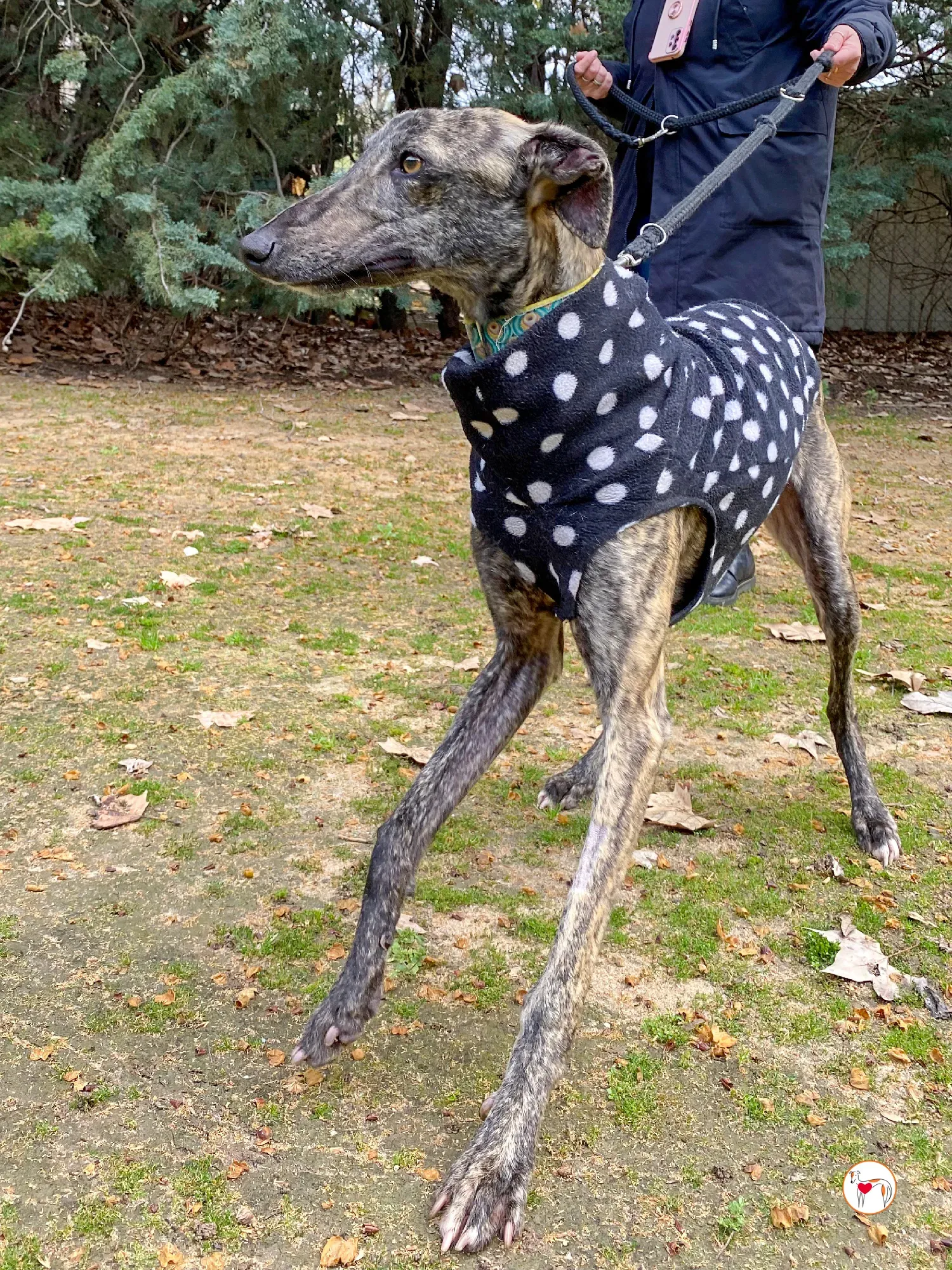 federico galgo adozione 04