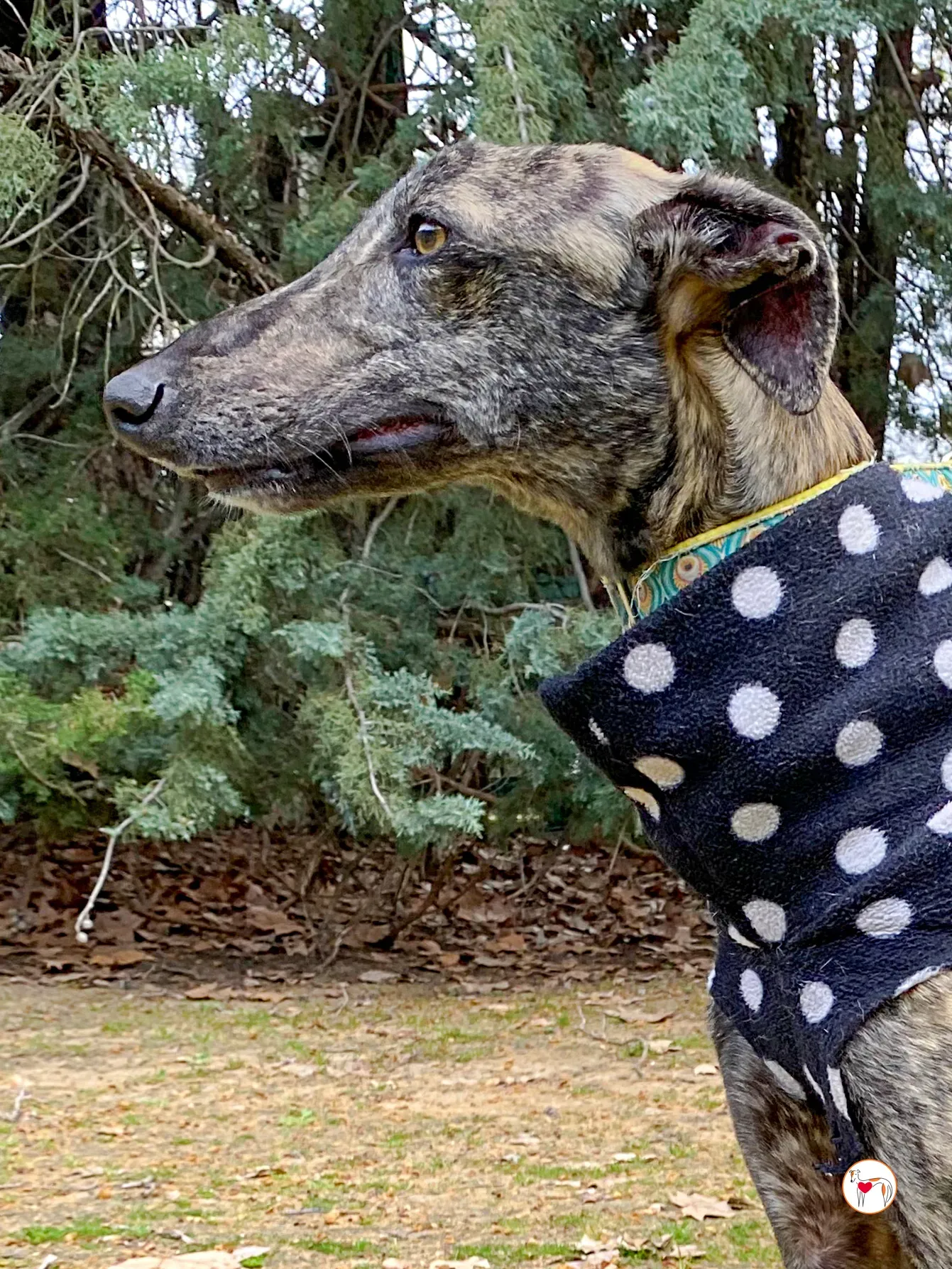 federico galgo adozione 05