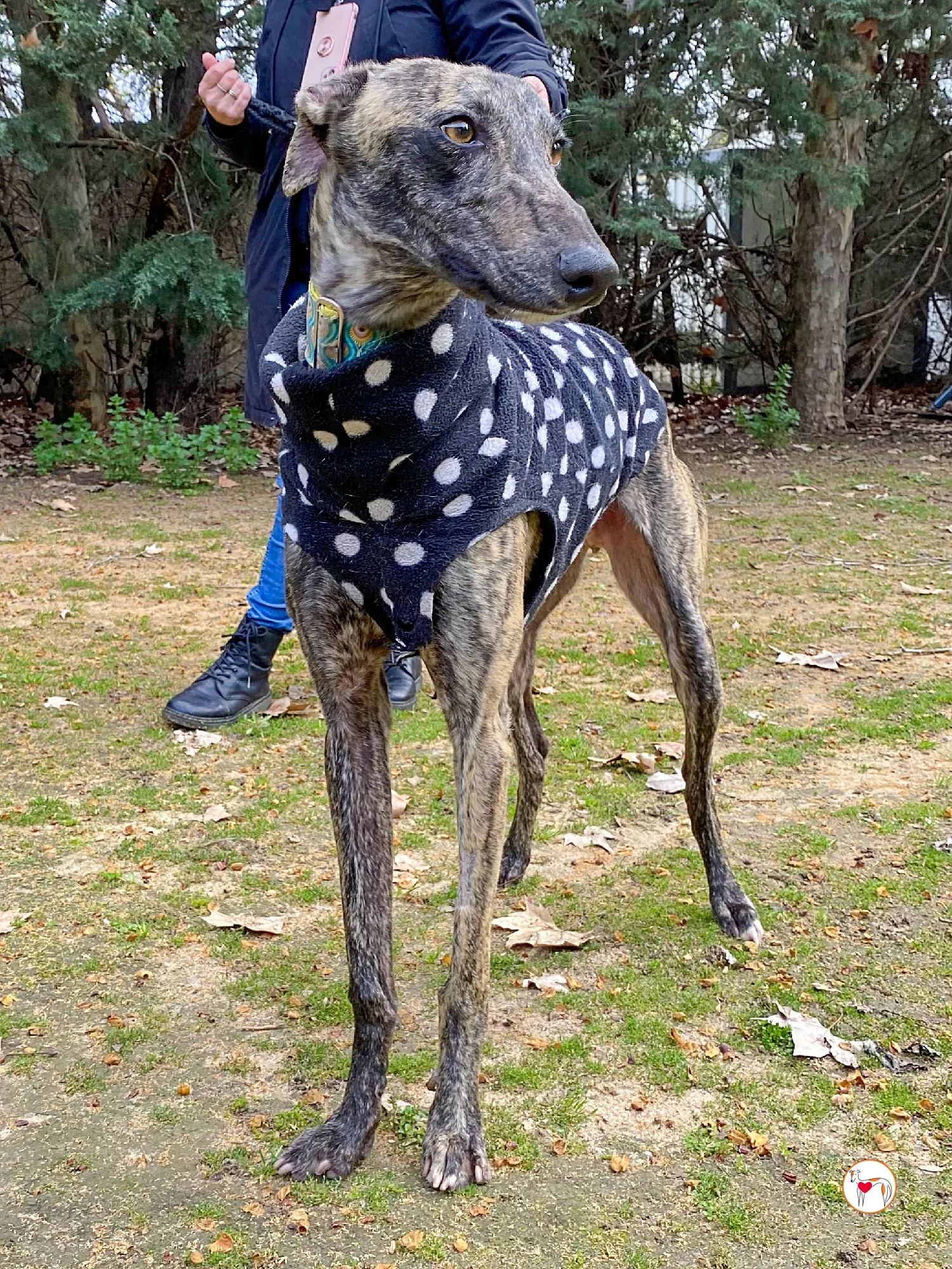 federico galgo adozione 06