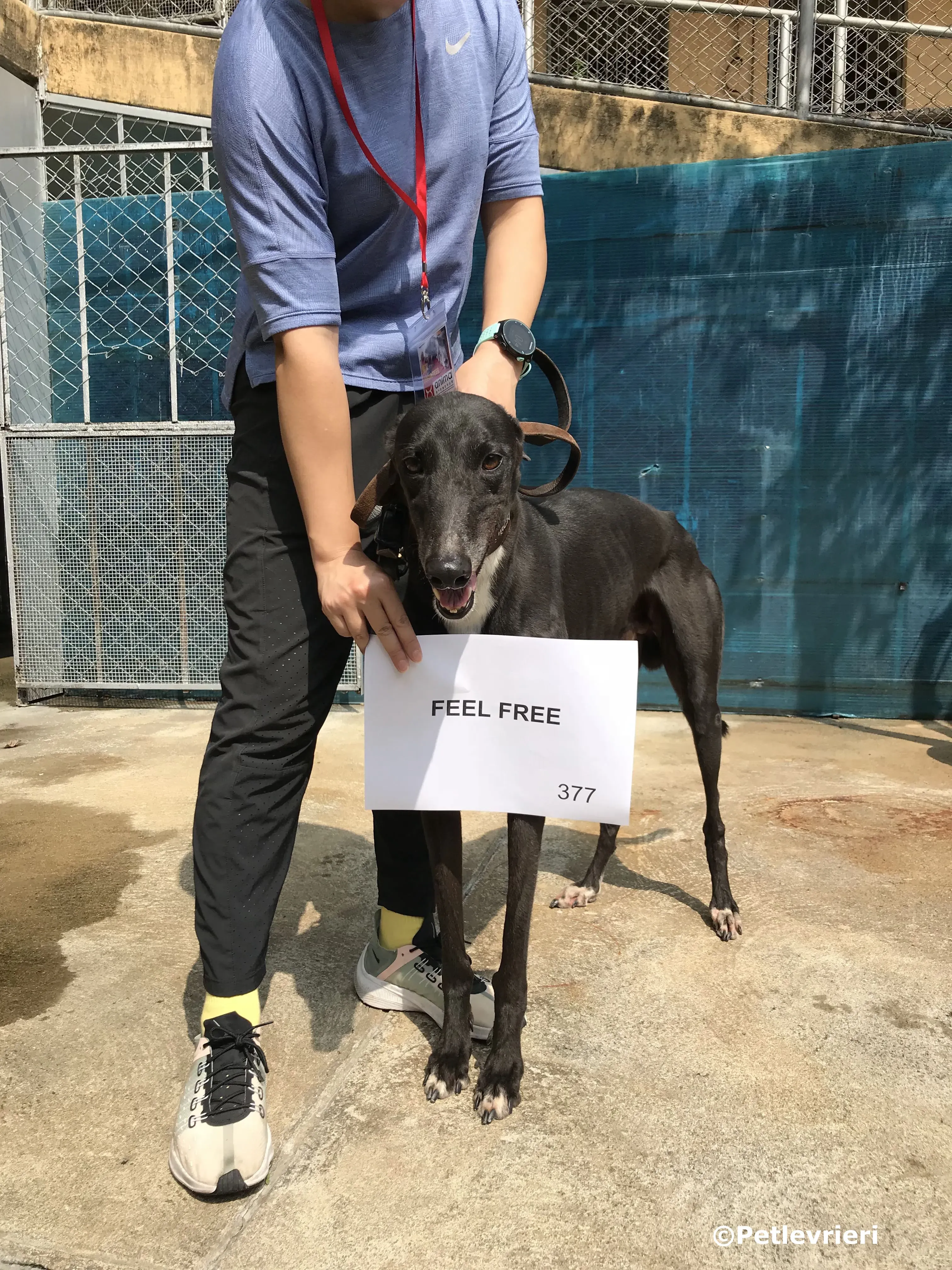 feel free adozione greyhound macao 1