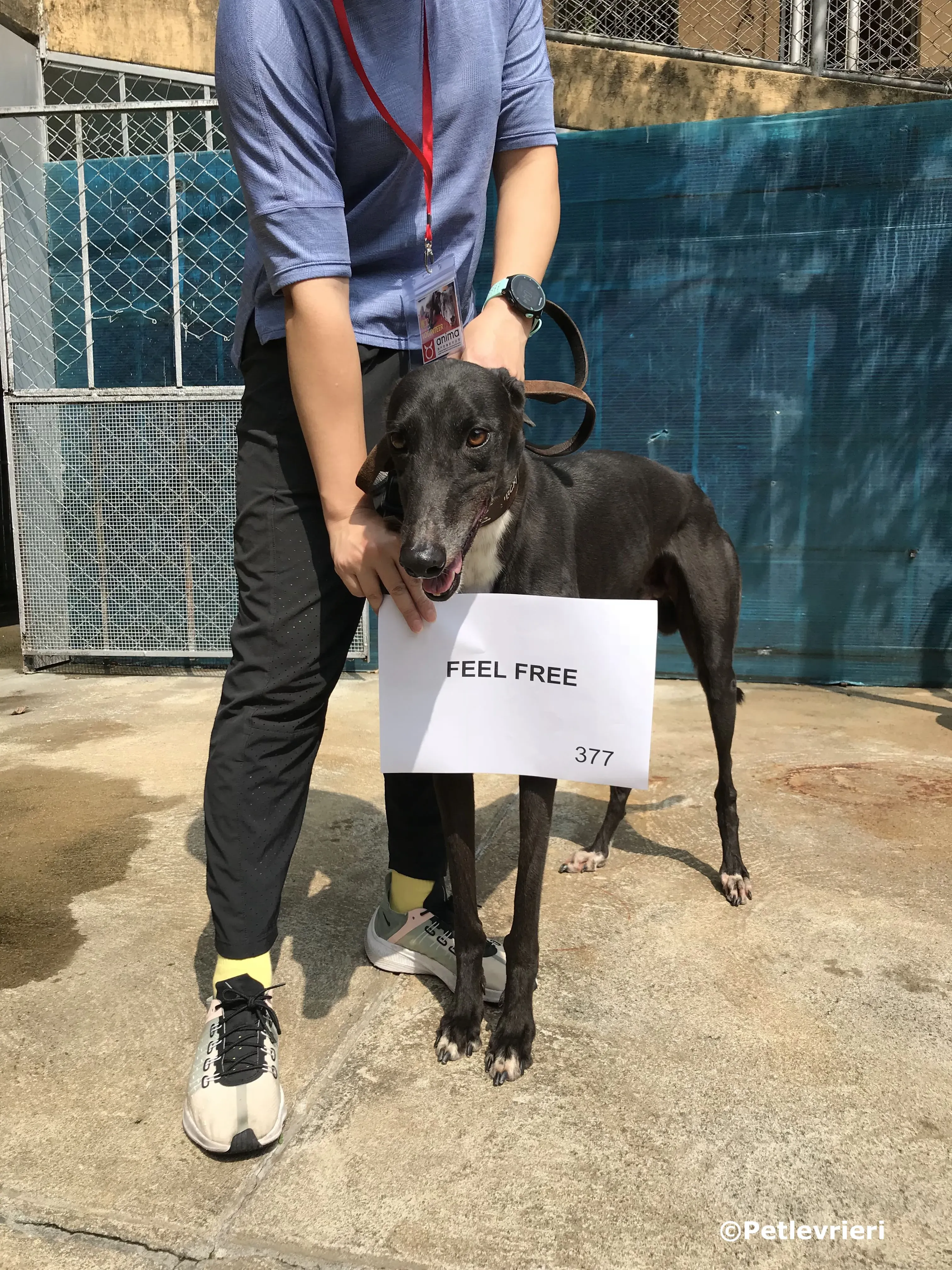 feel free adozione greyhound macao 2