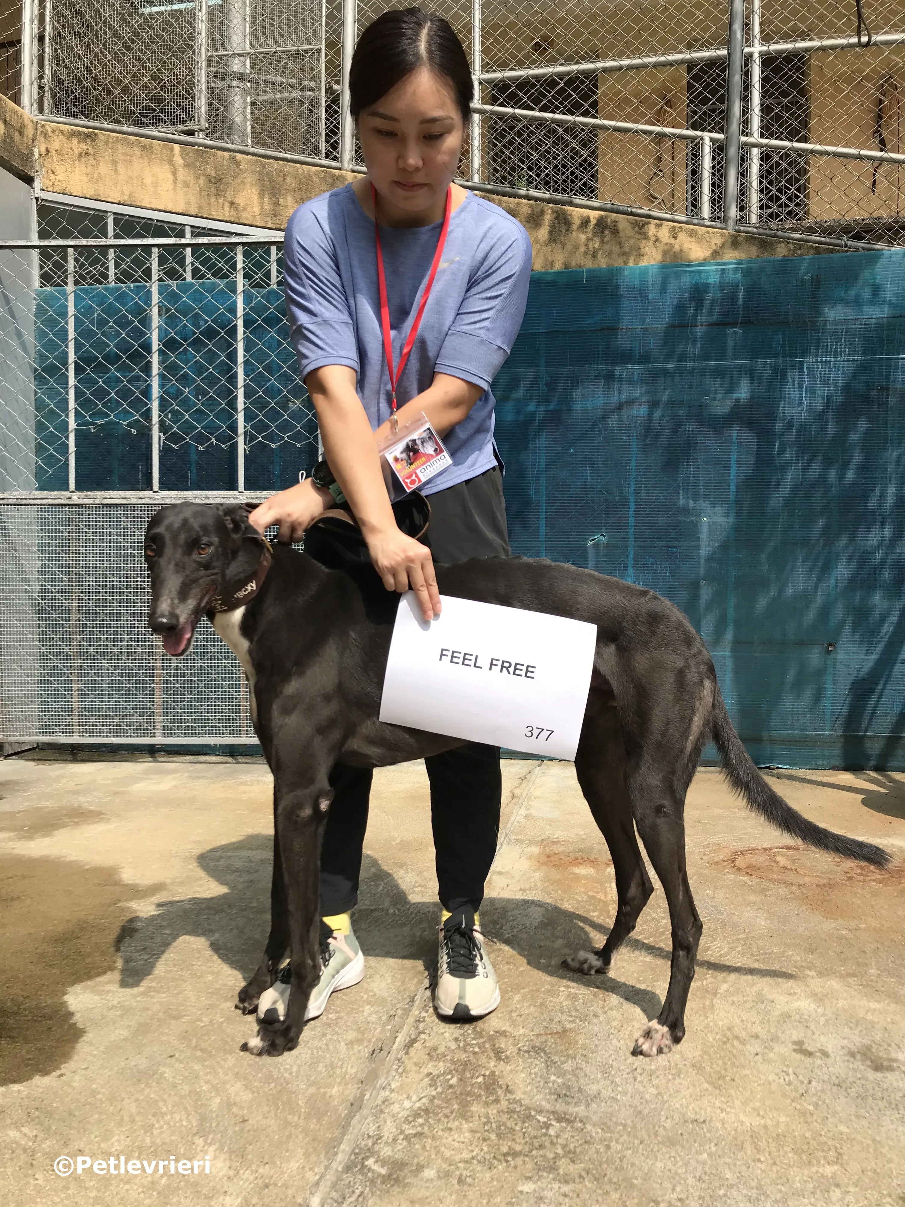 feel free adozione greyhound macao 3
