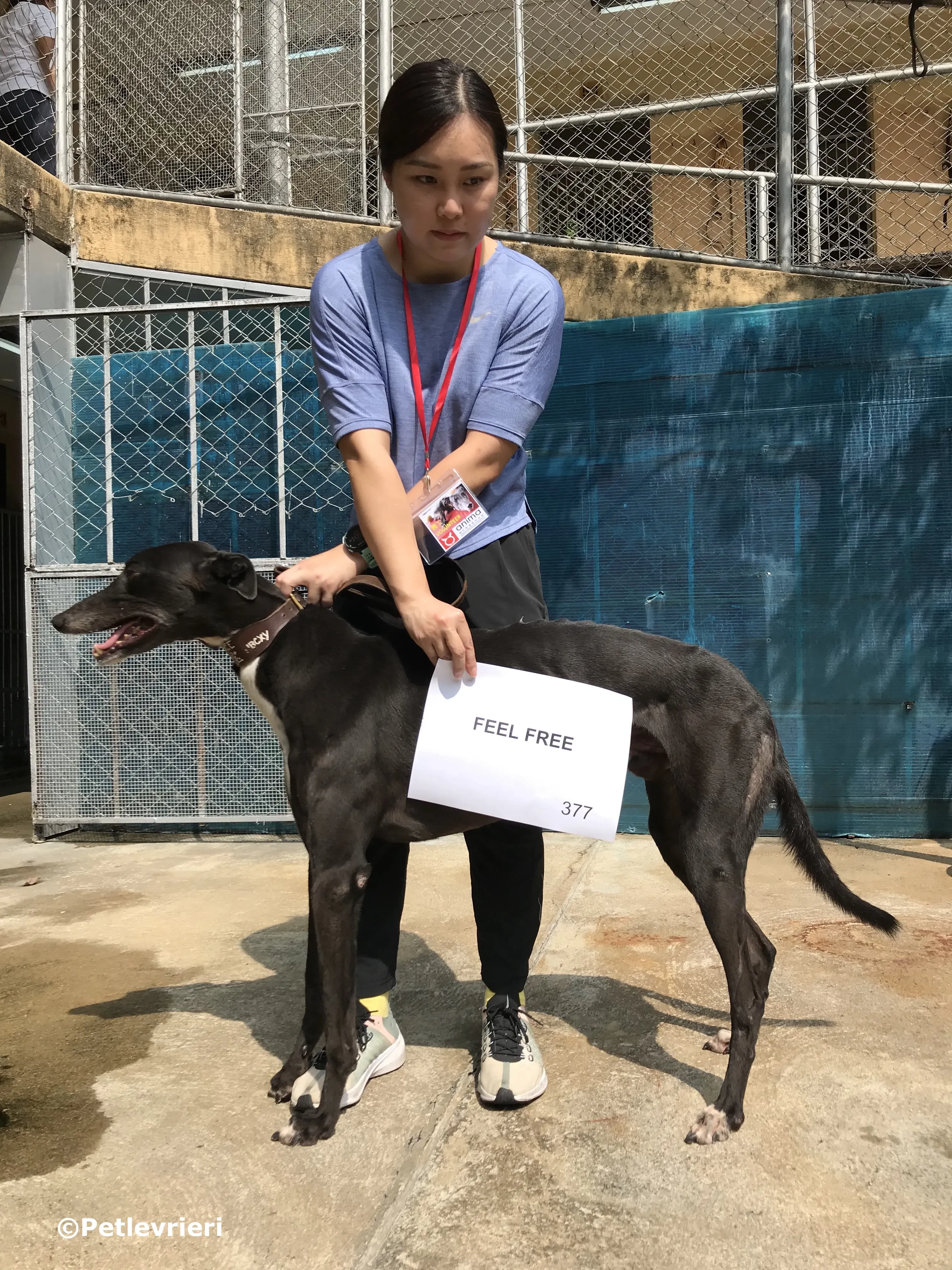 feel free adozione greyhound macao 4