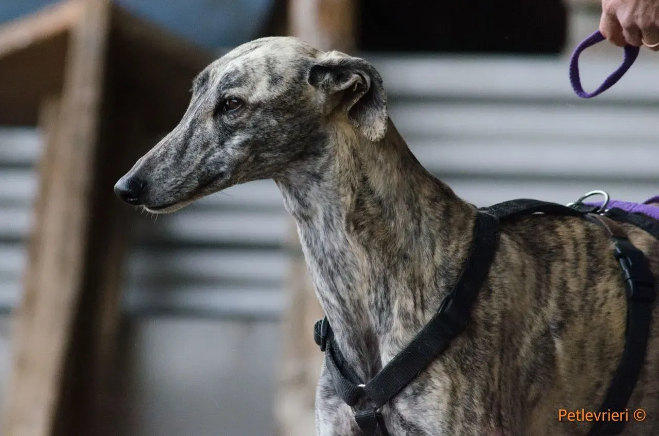 felicita adozione levrieri galgo 1 1