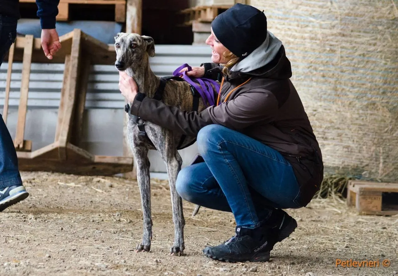 felicita adozione levrieri galgo 2