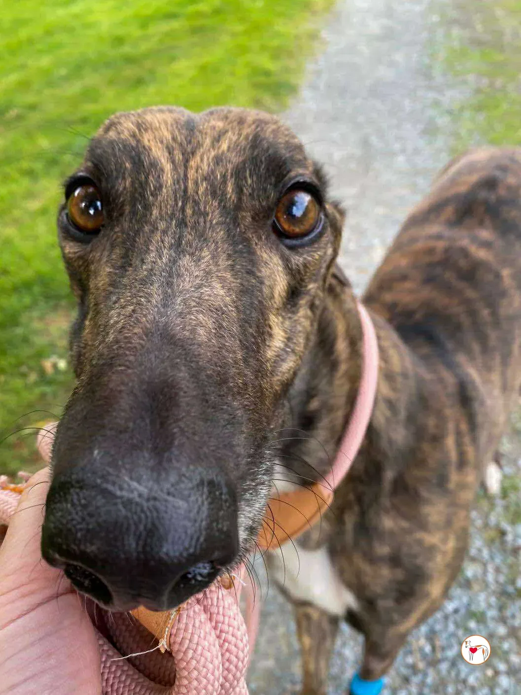 felix grey adozione 01