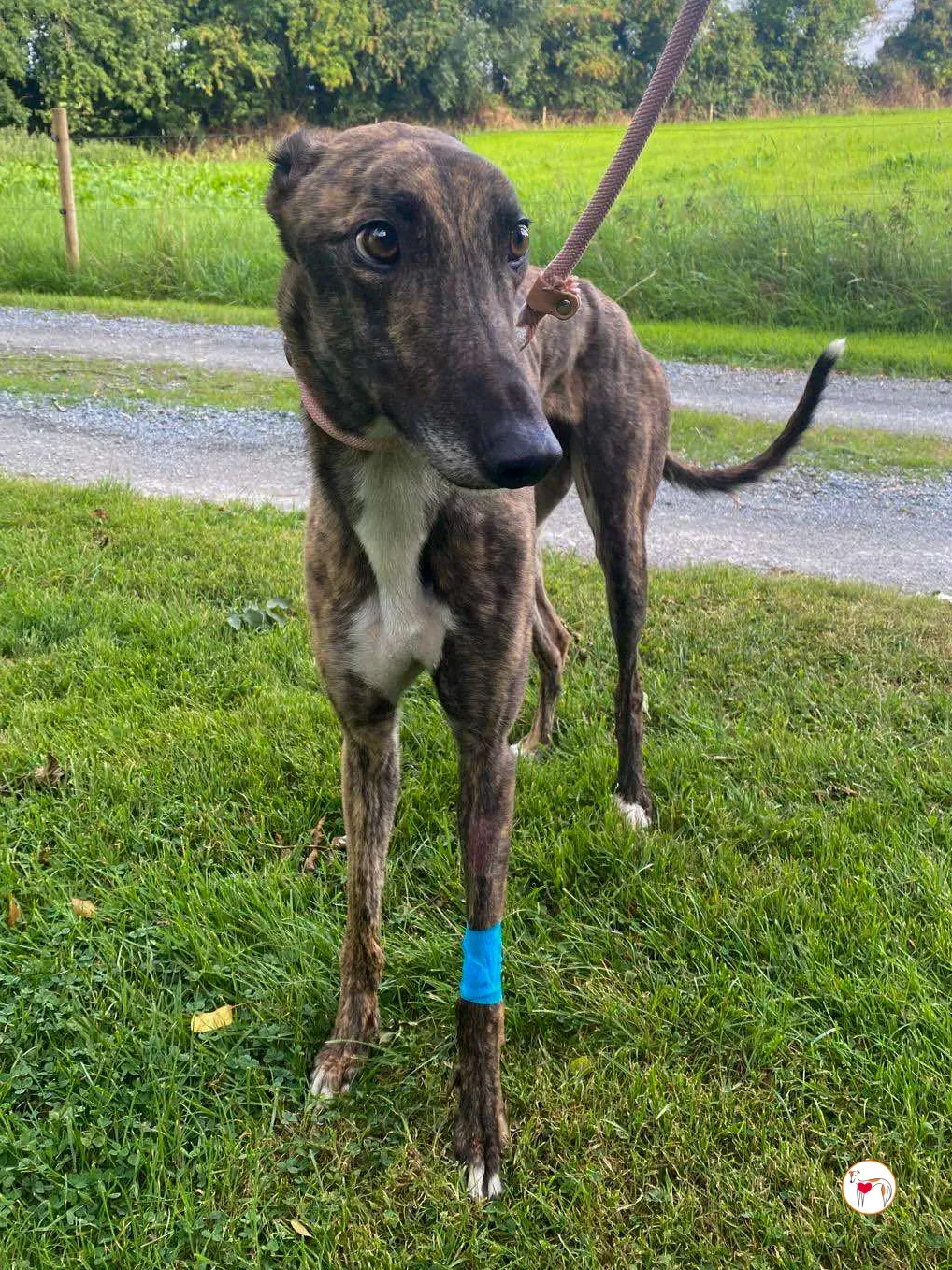 felix grey adozione 02