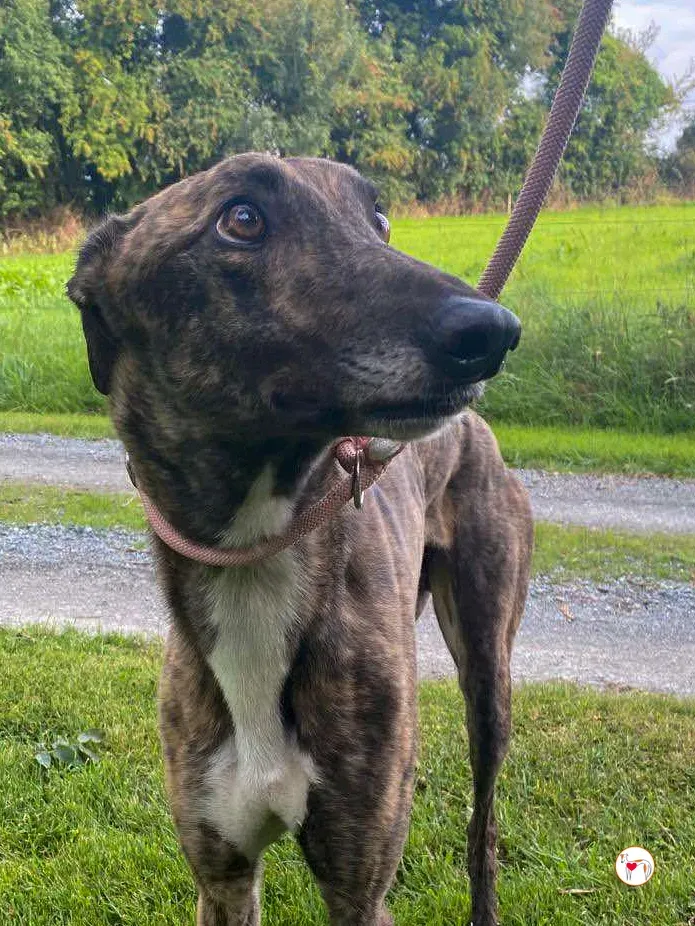 felix grey adozione 03