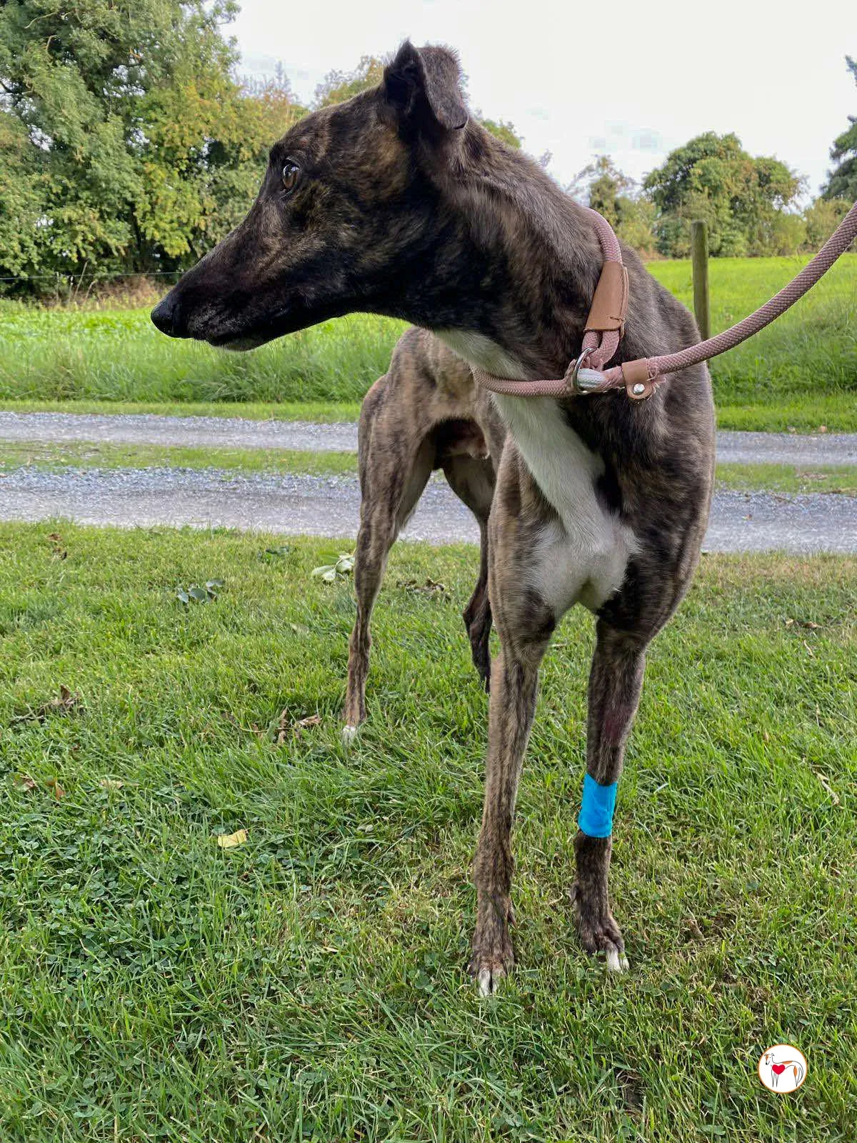 felix grey adozione 04