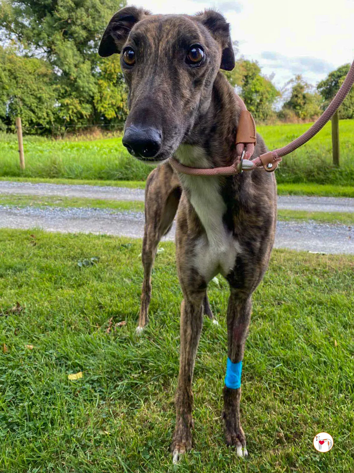 felix grey adozione 05