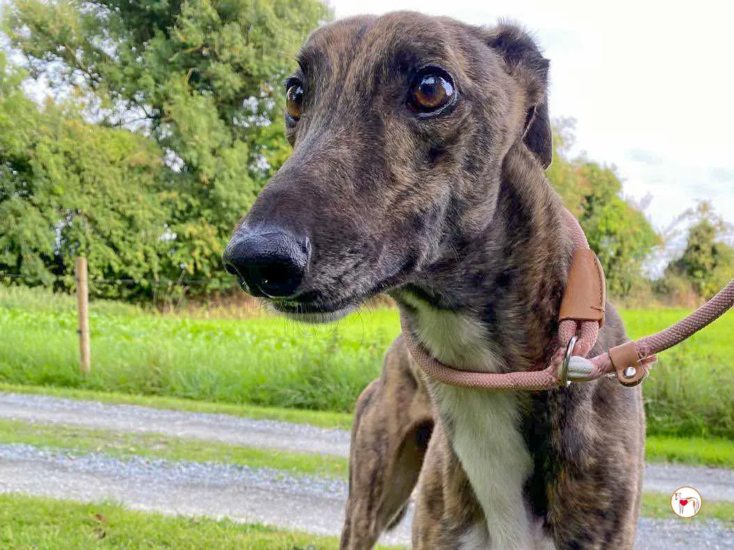 felix grey adozione 06